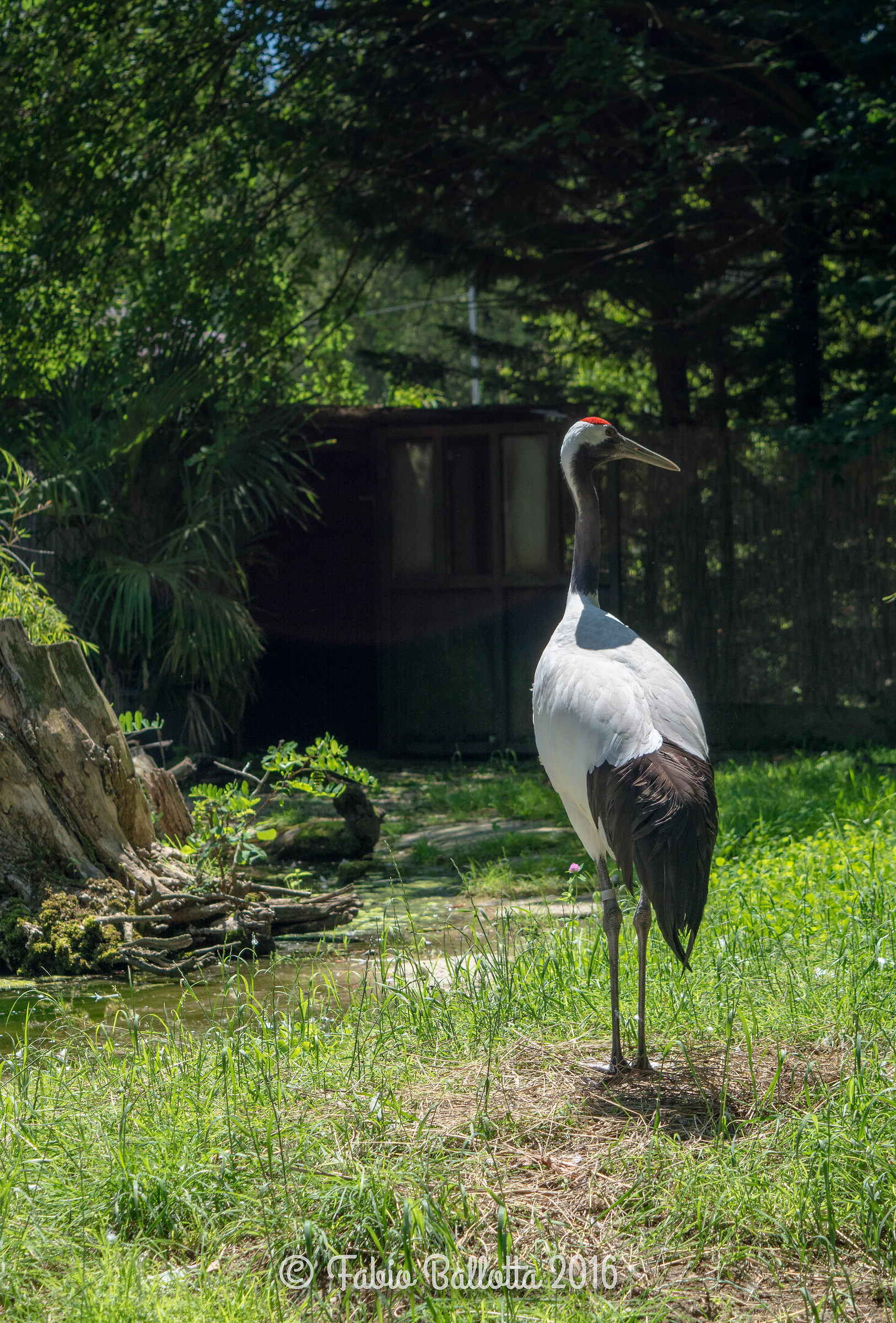 Japanese Crane