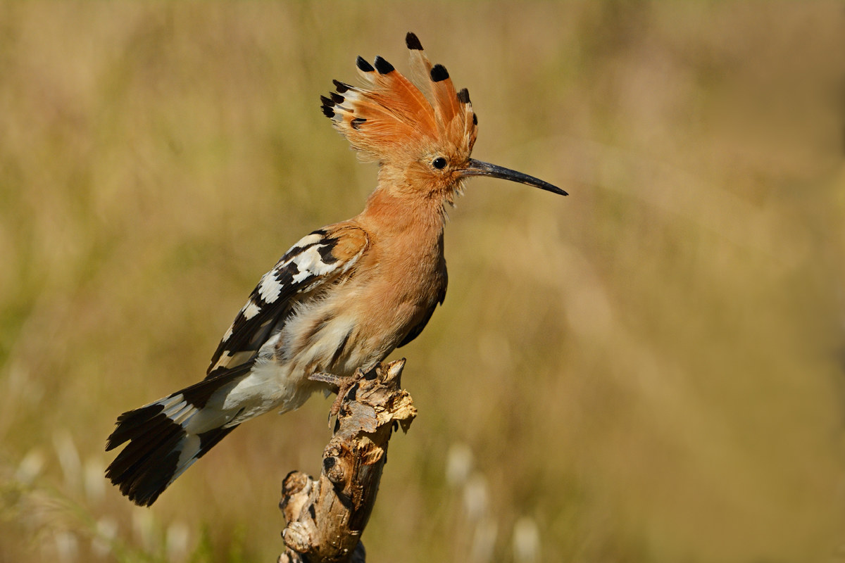 Hoopoe