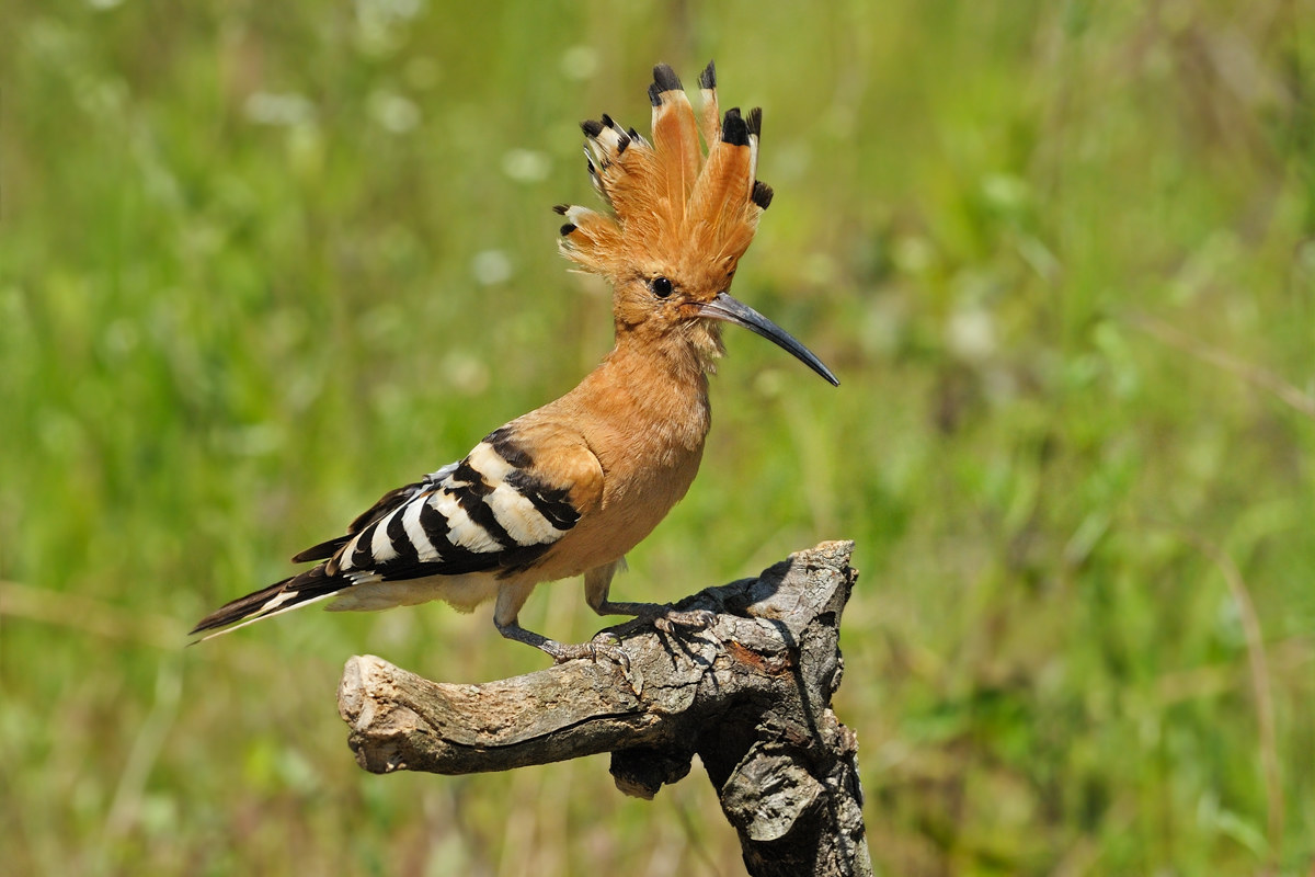 Hoopoe