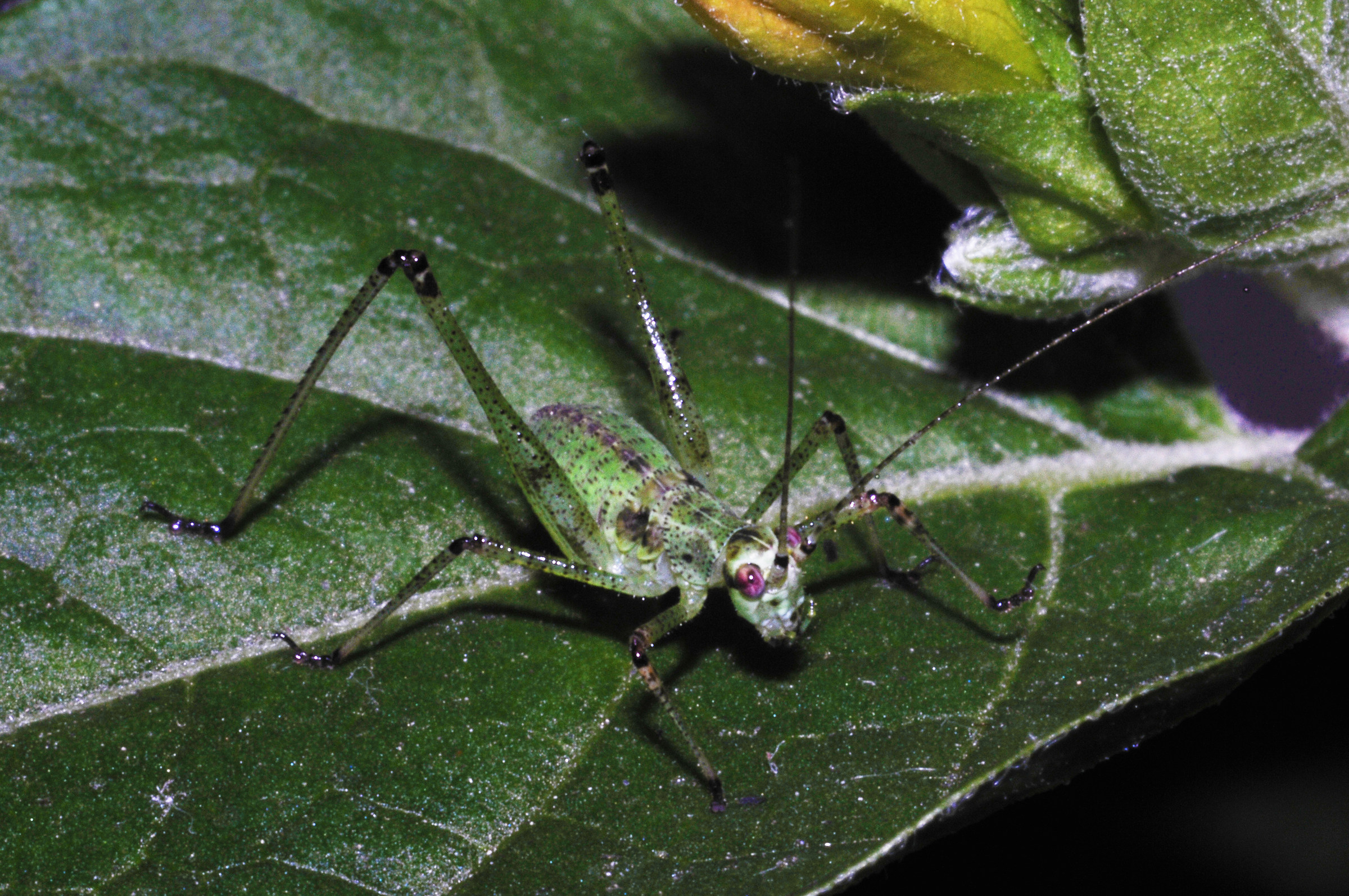 ...uffa...mi ha visto!