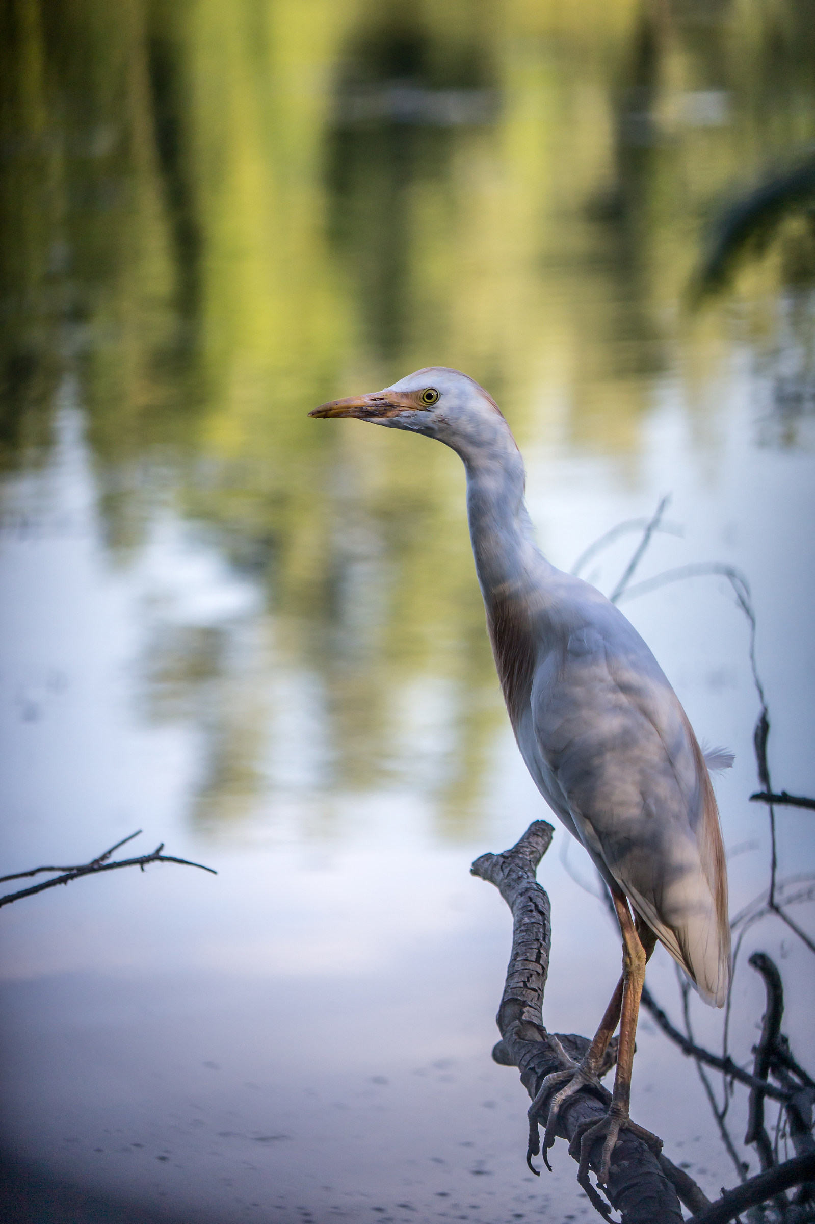 Cattle Egret