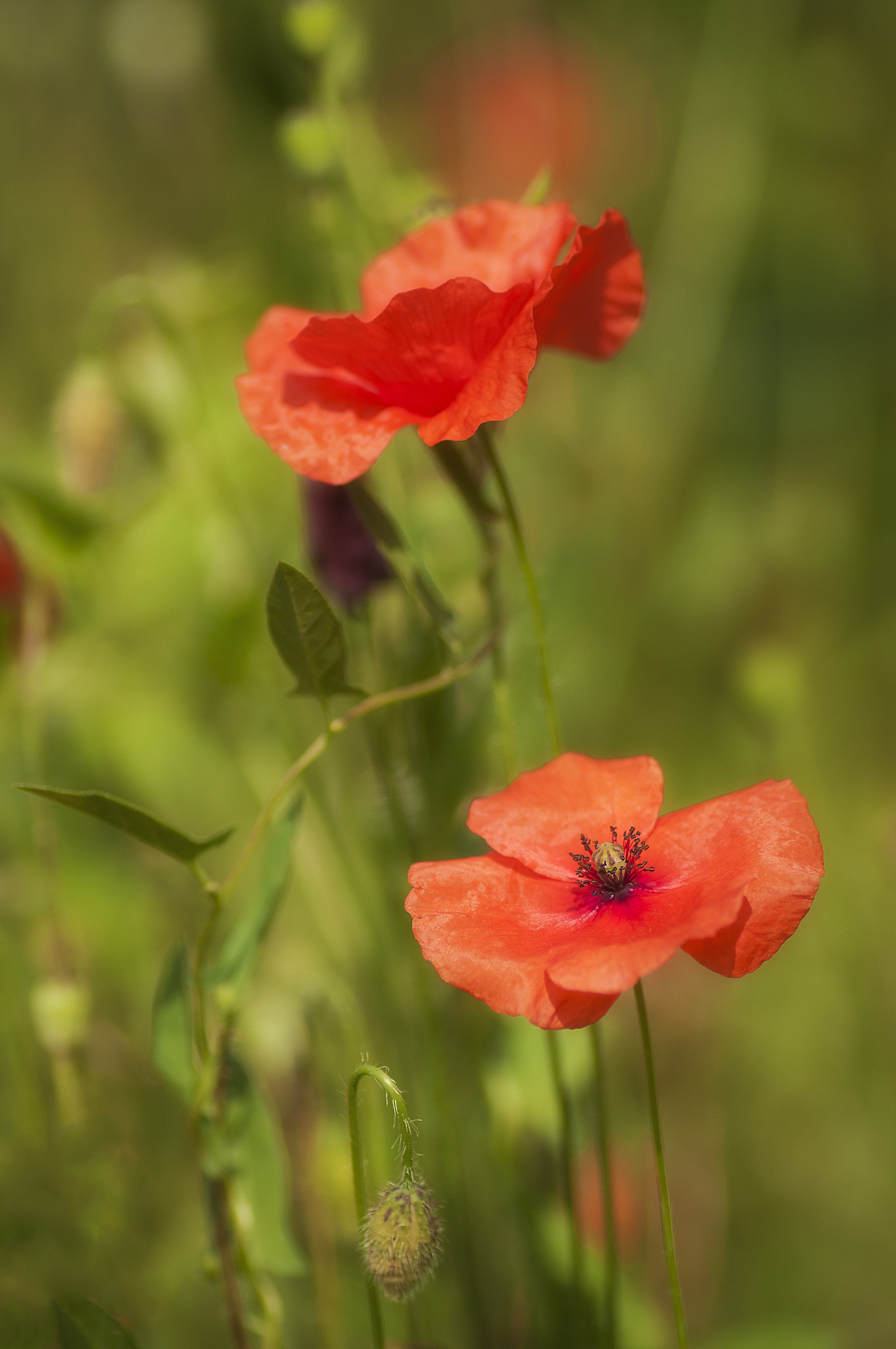 The colors of summer ...