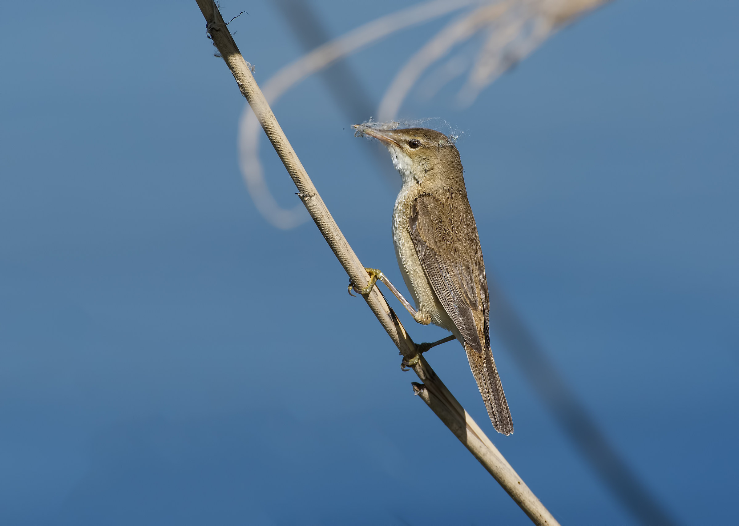 Reed warbler!