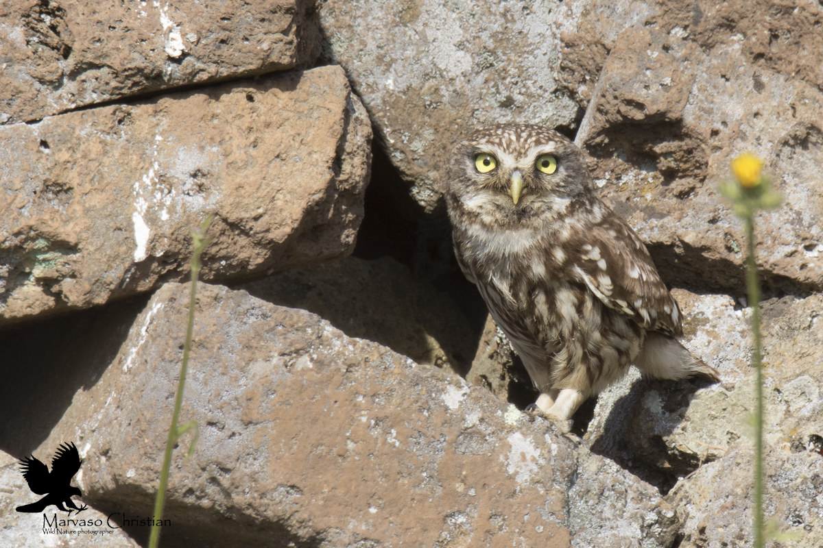 do yourself below ... Criticón