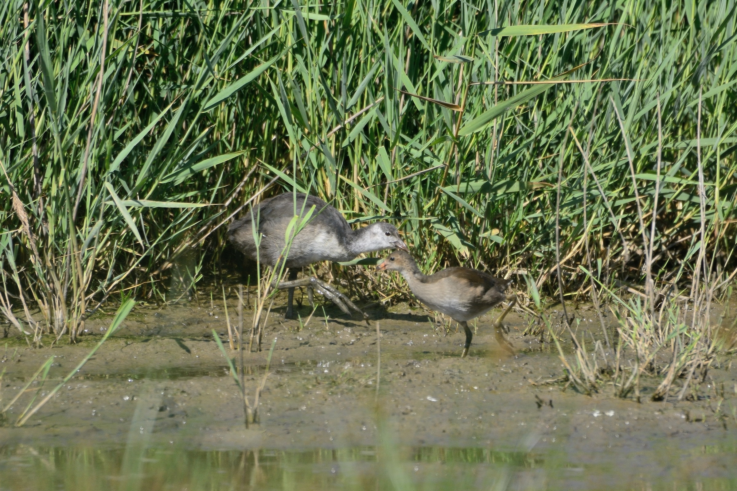 Crosses between chicks