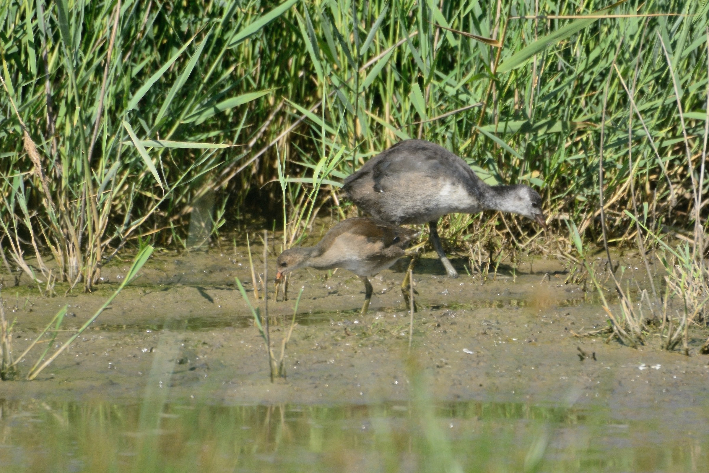 Meeting between chicks