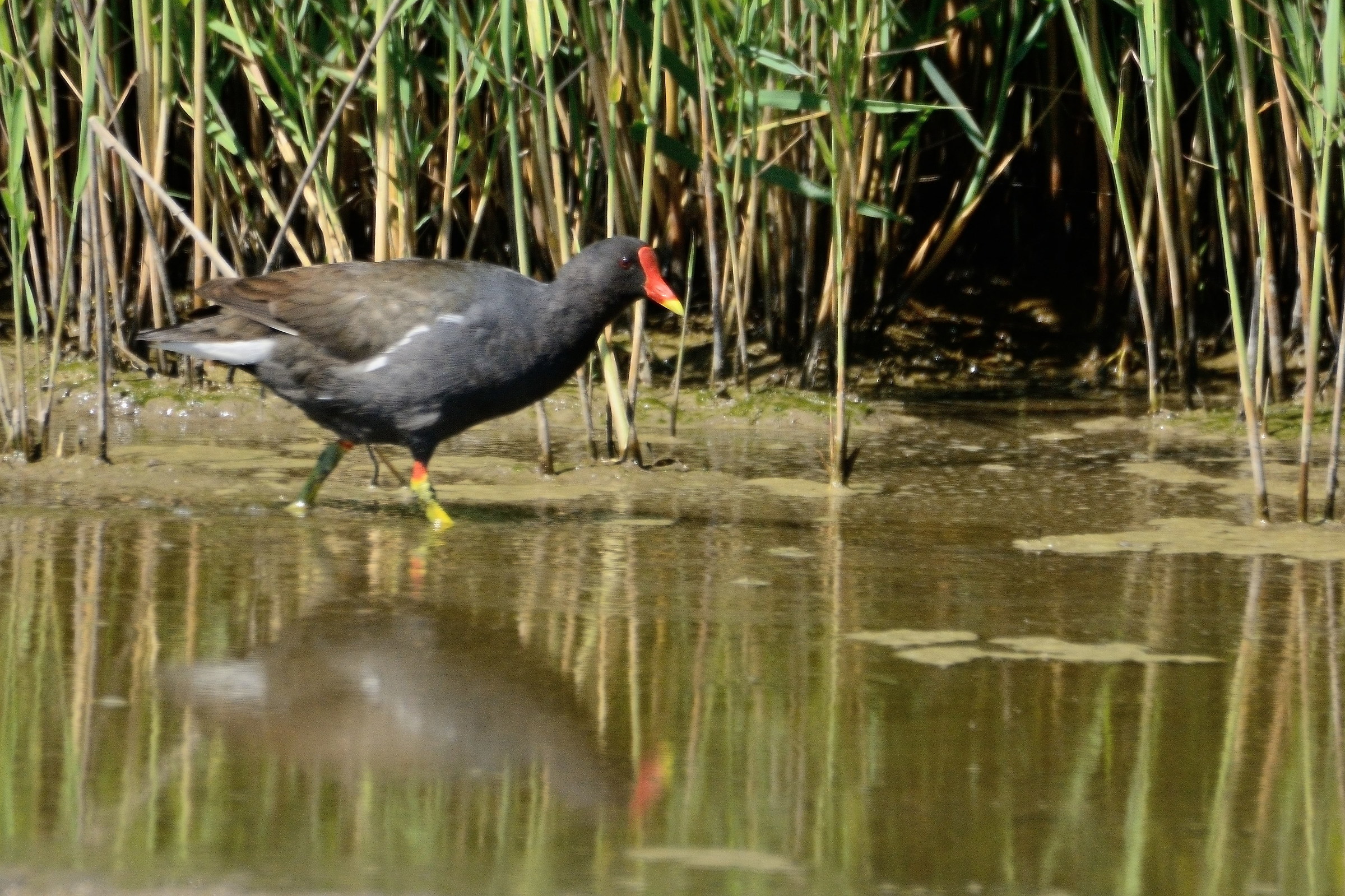 Moorhen