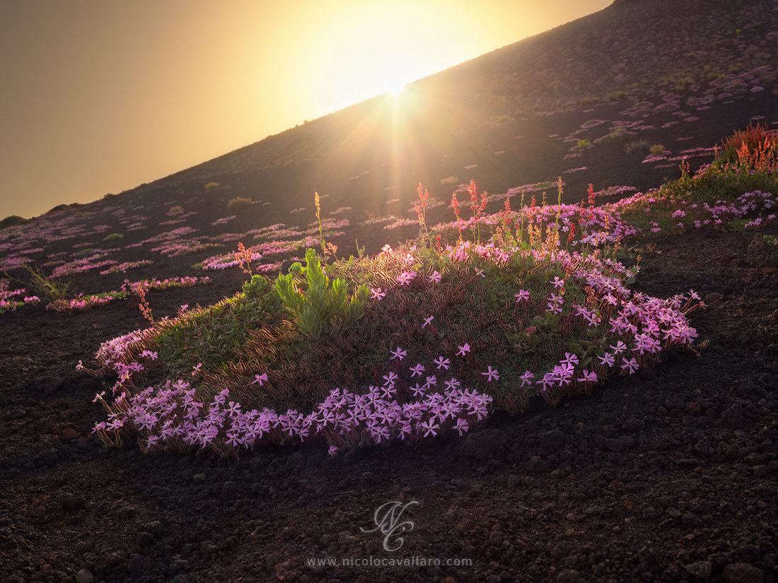 Etna - Native bouquet