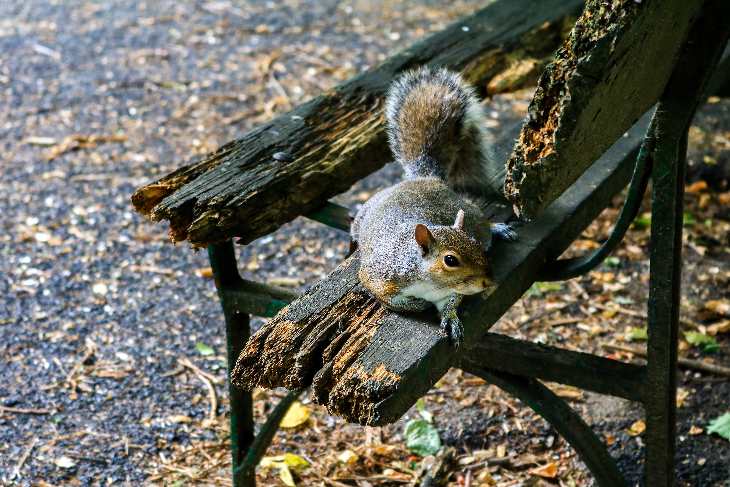 squirrels Turin