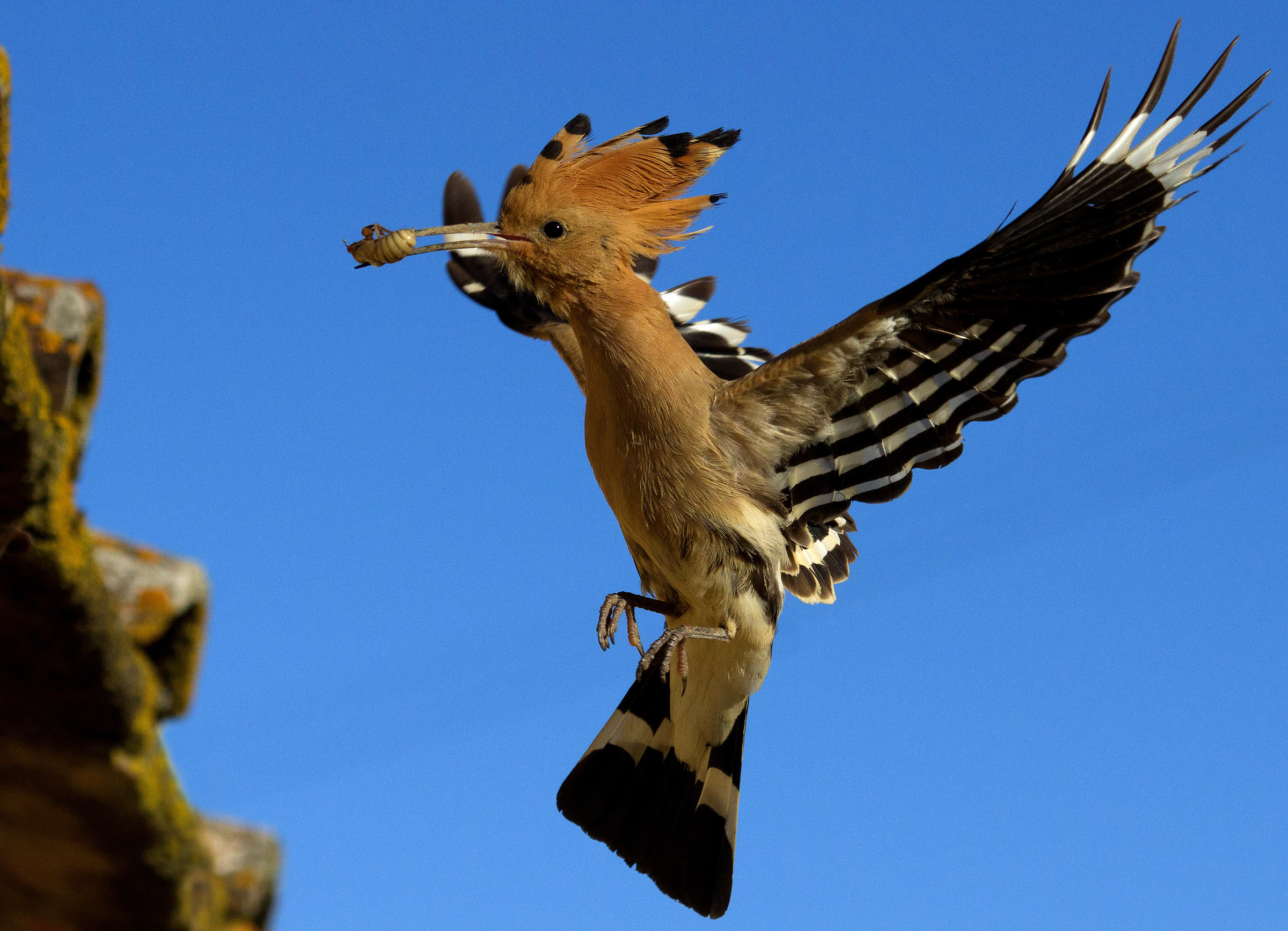 Upupa con larva di cicala