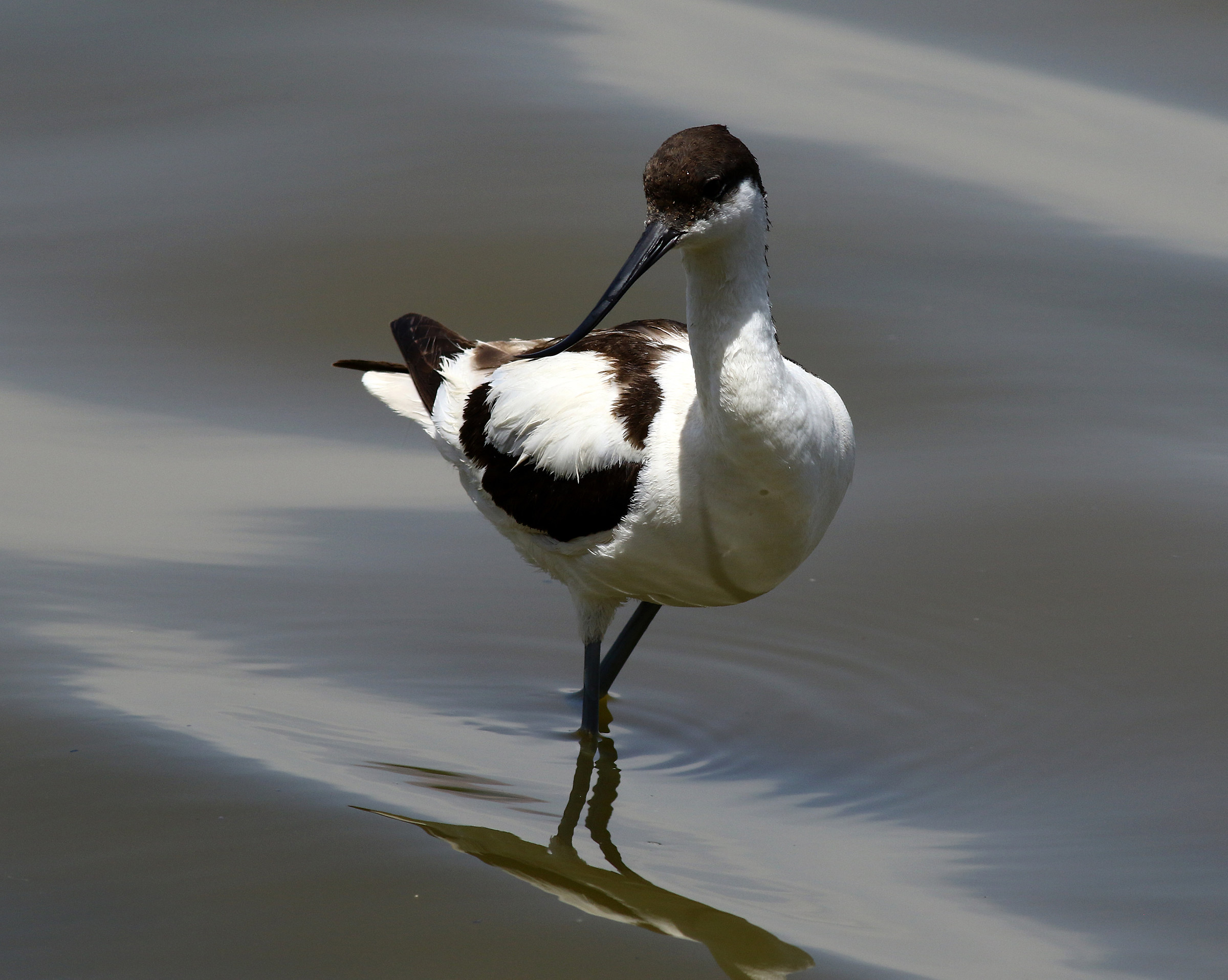 The elegance of the 'Avocet.