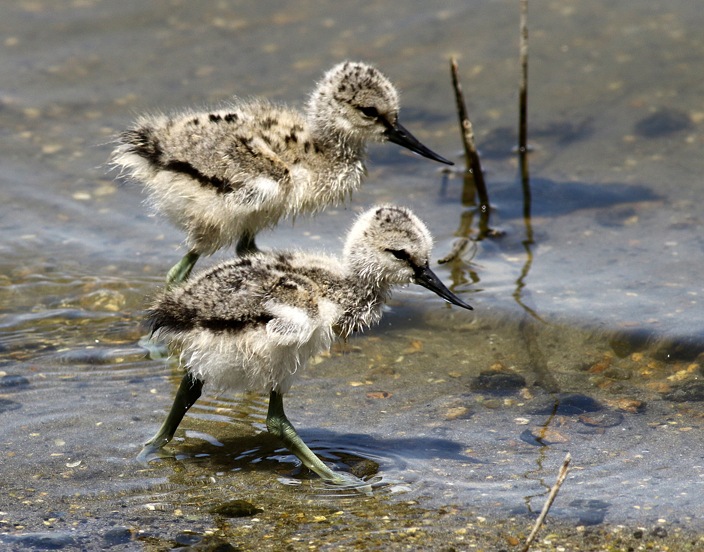 Avocet chicks.