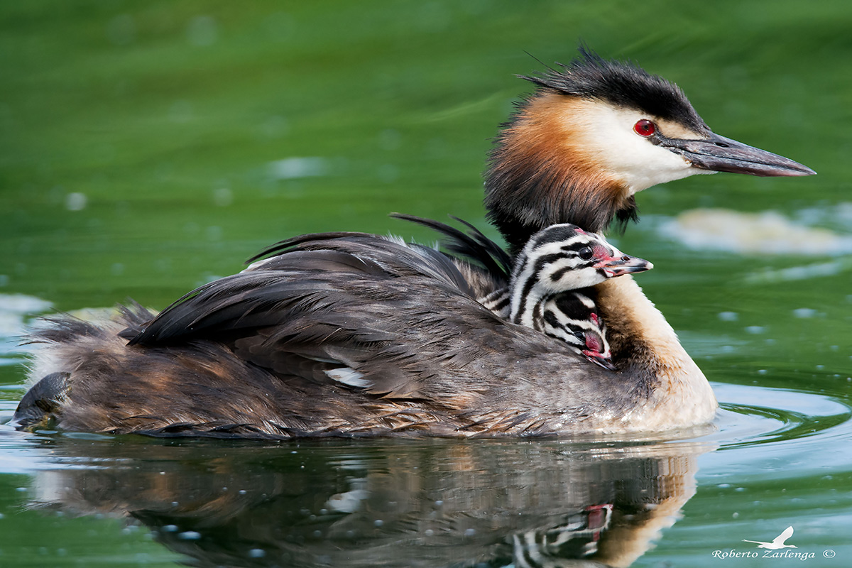 Great Crested Grebe with Pulli on board