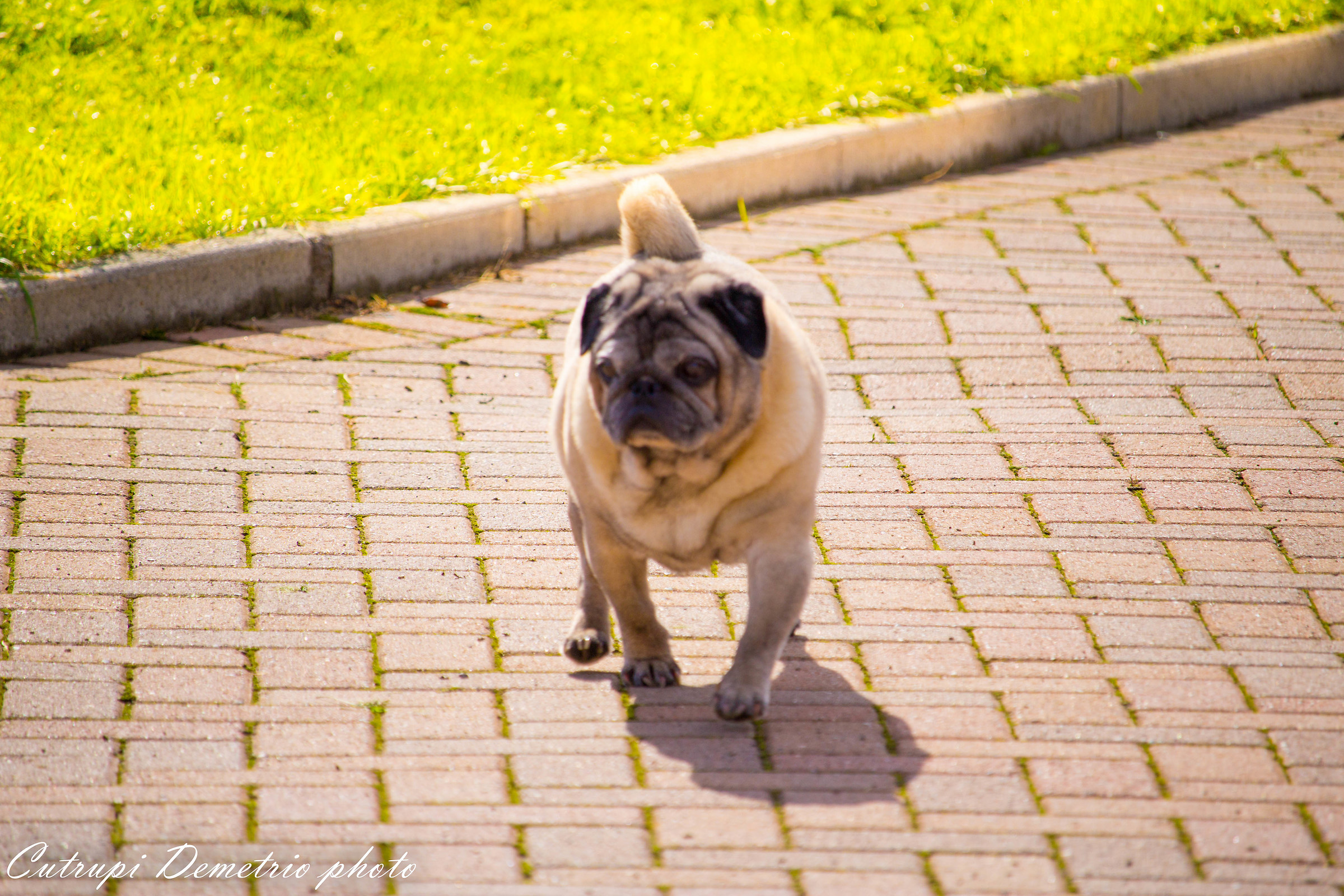 romeo the pug