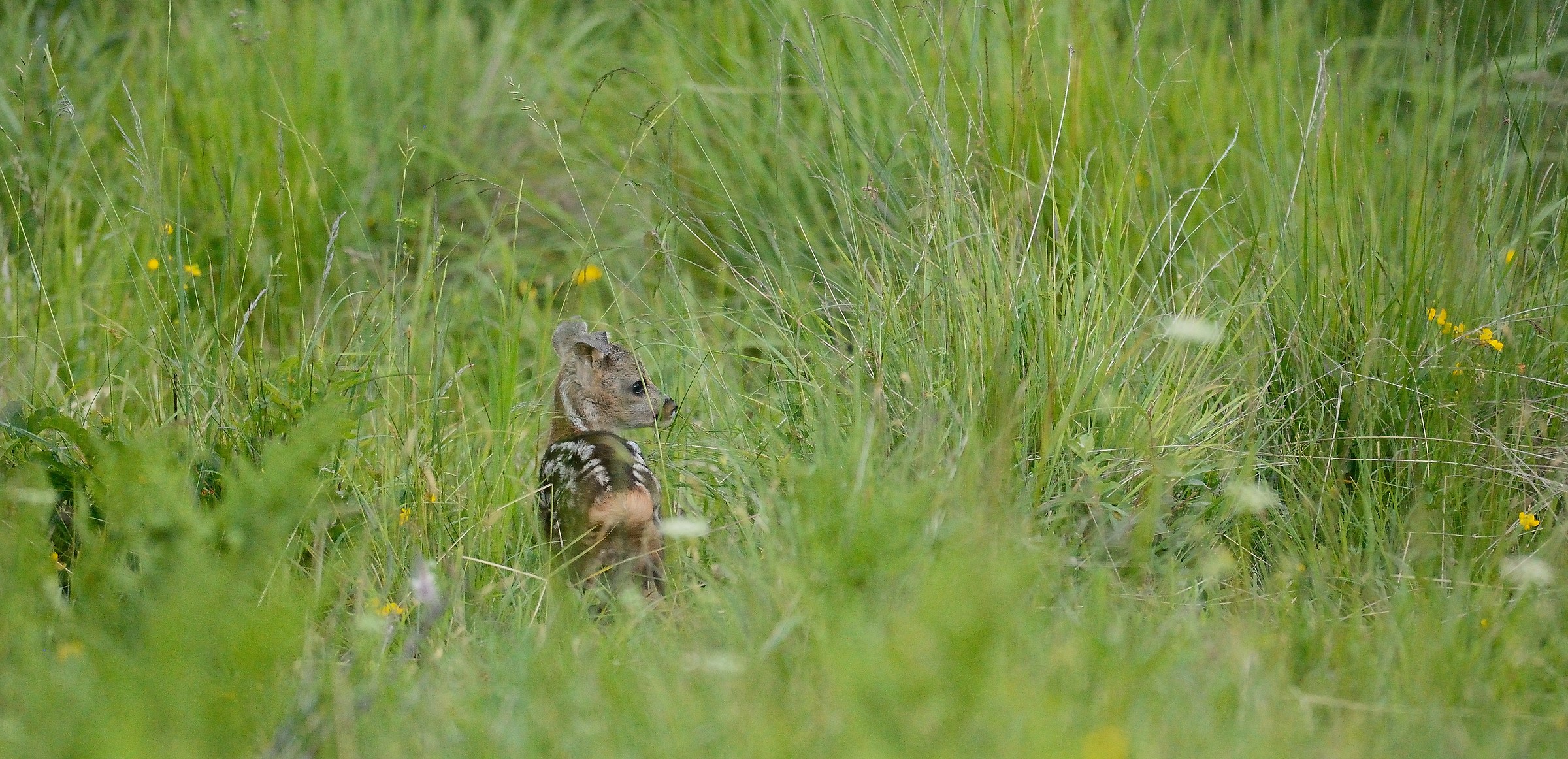 incontro tra i prati