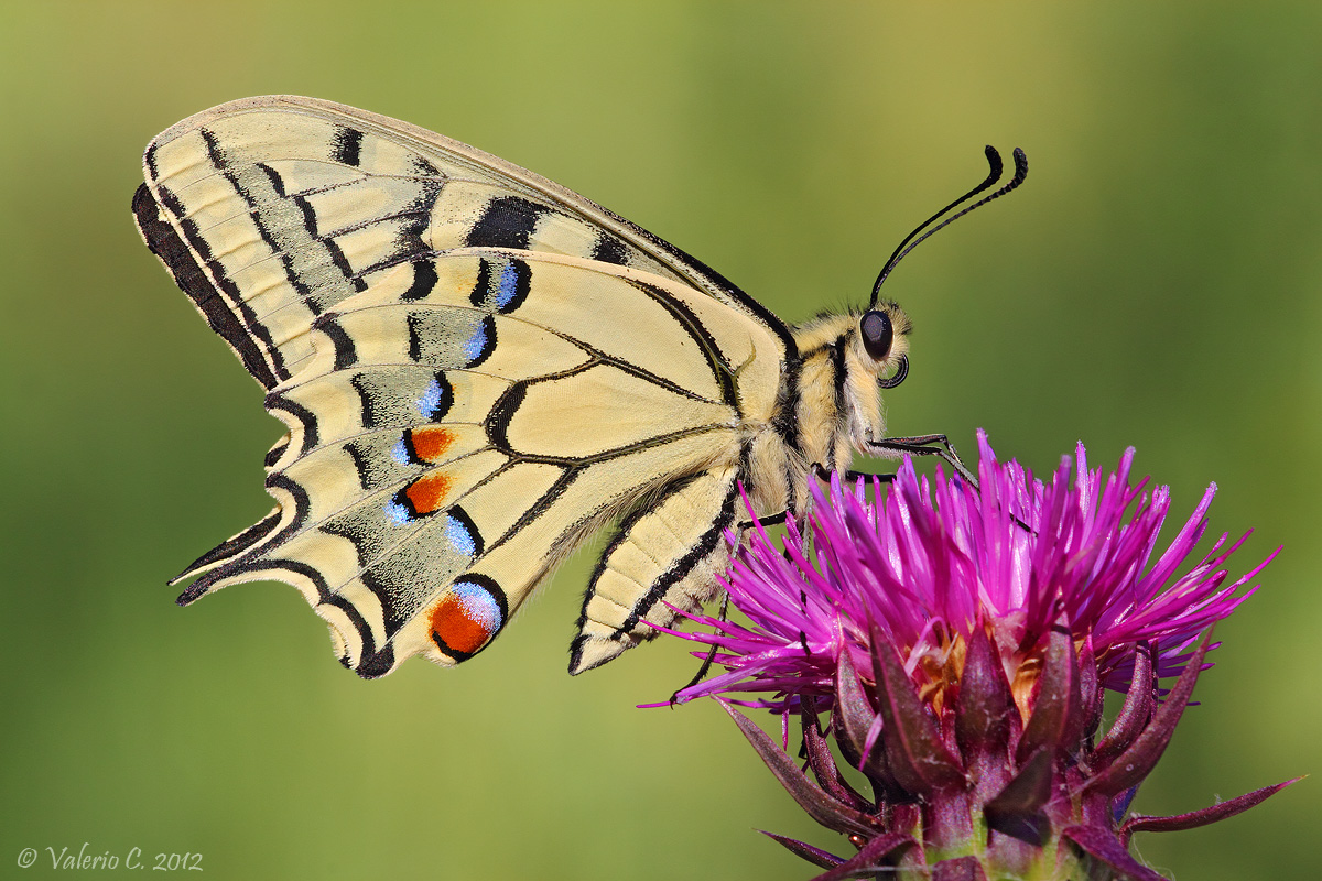 Papilio machaon