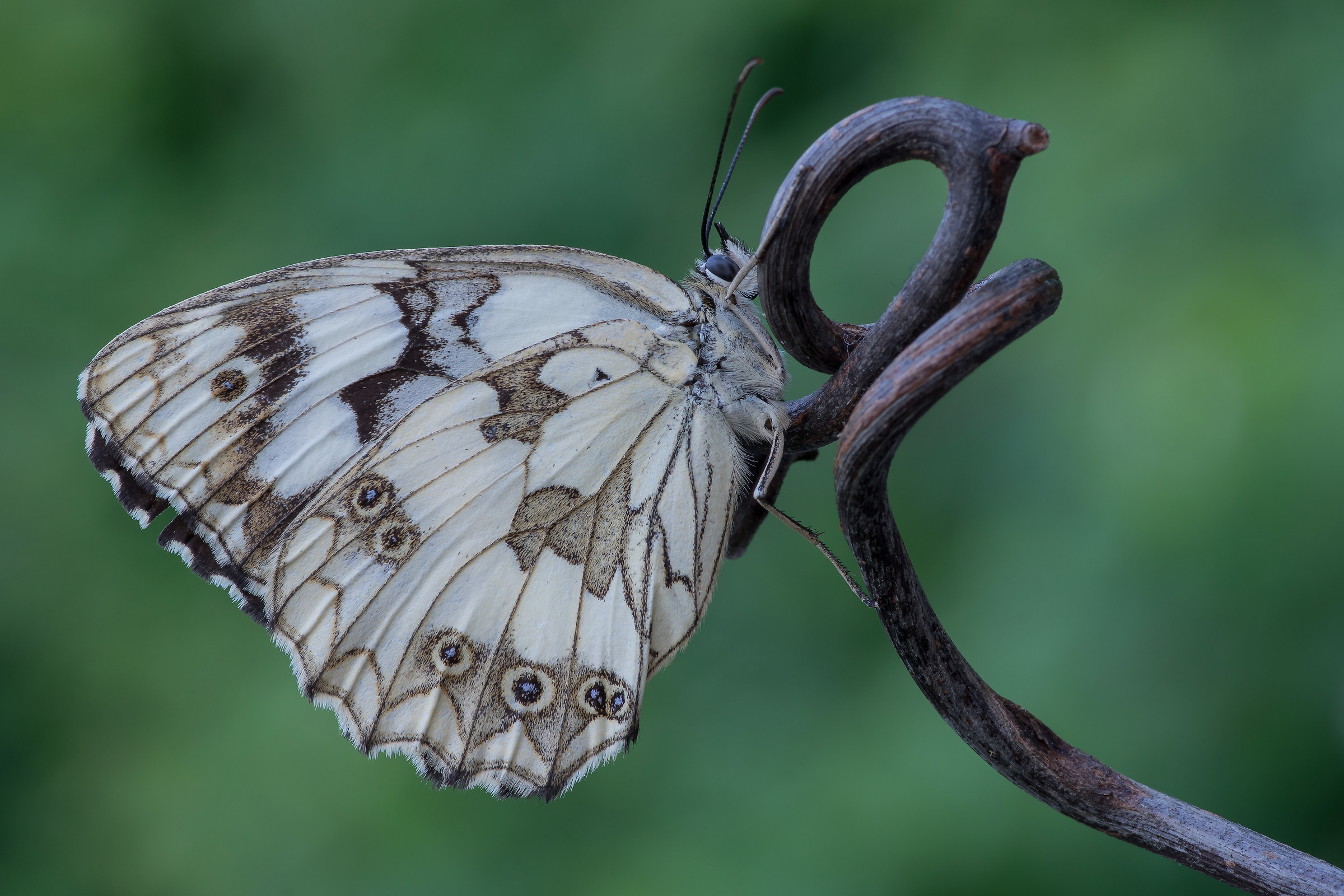 Melanargia galathea