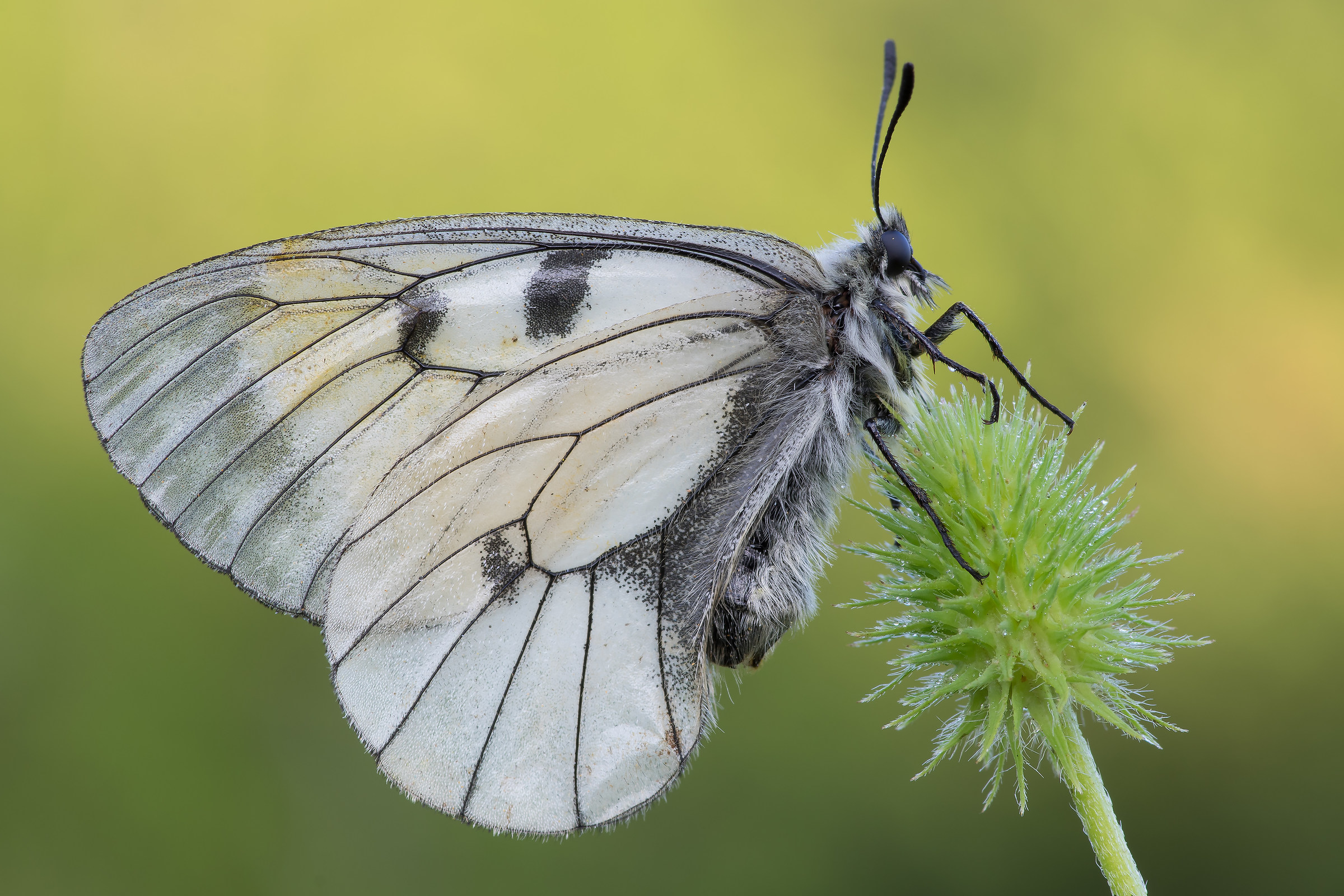 Parnassius mnemosyne