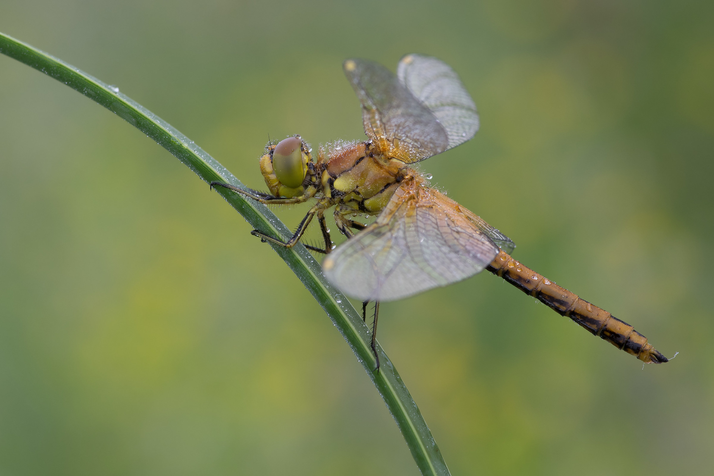 Sympetrum flaveolum