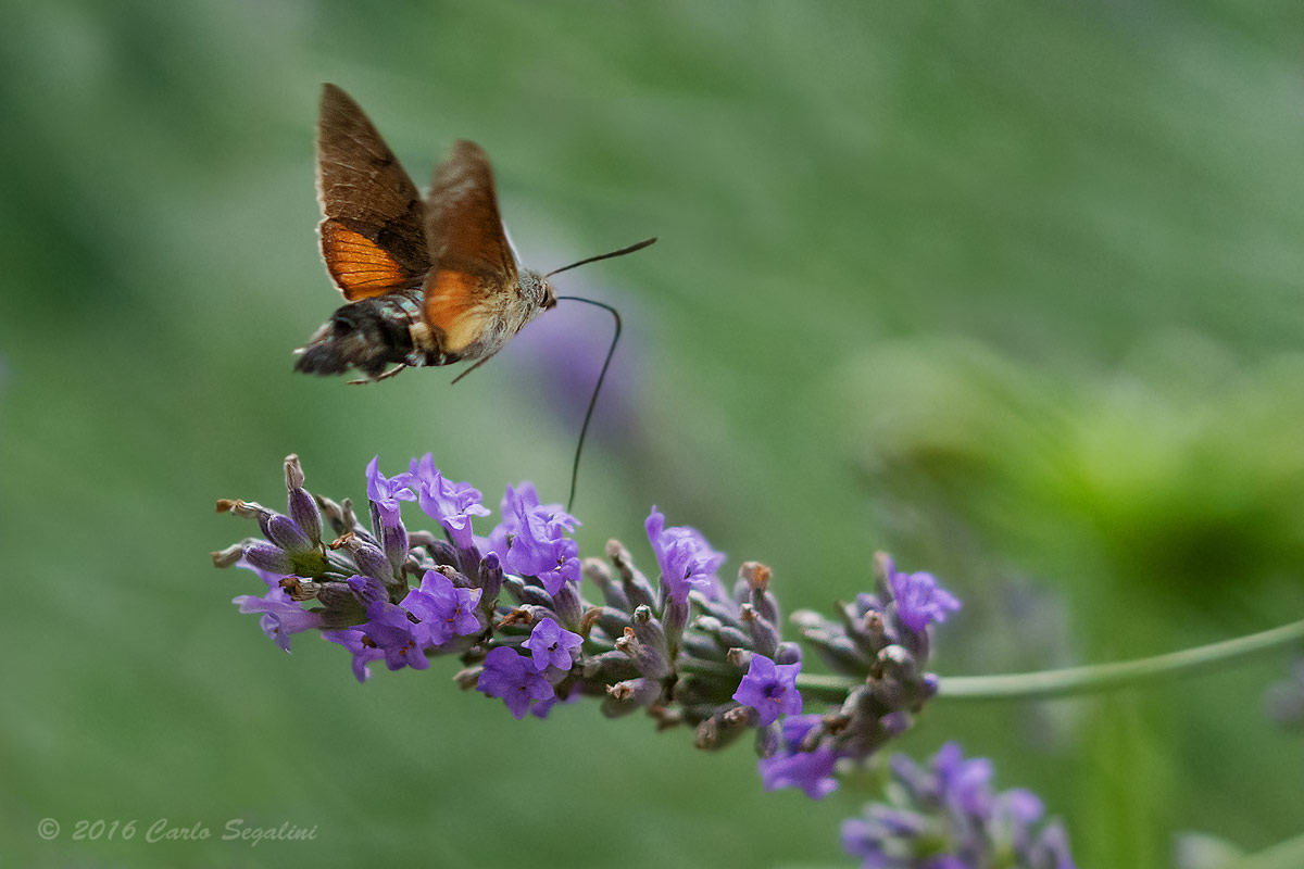 Hawk Moth and Lavender