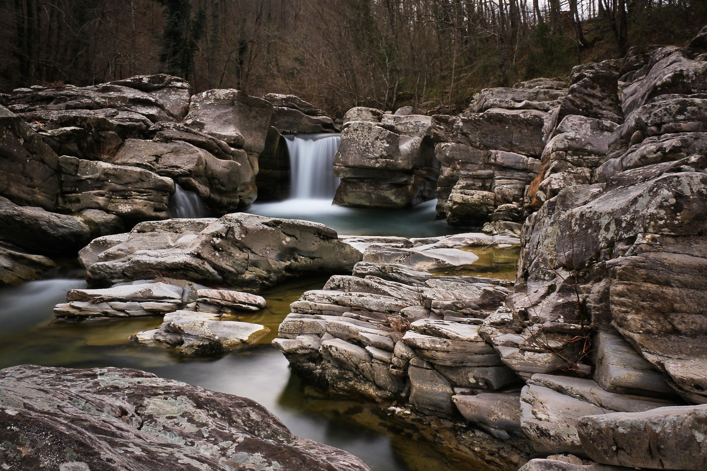 The enchanted forest