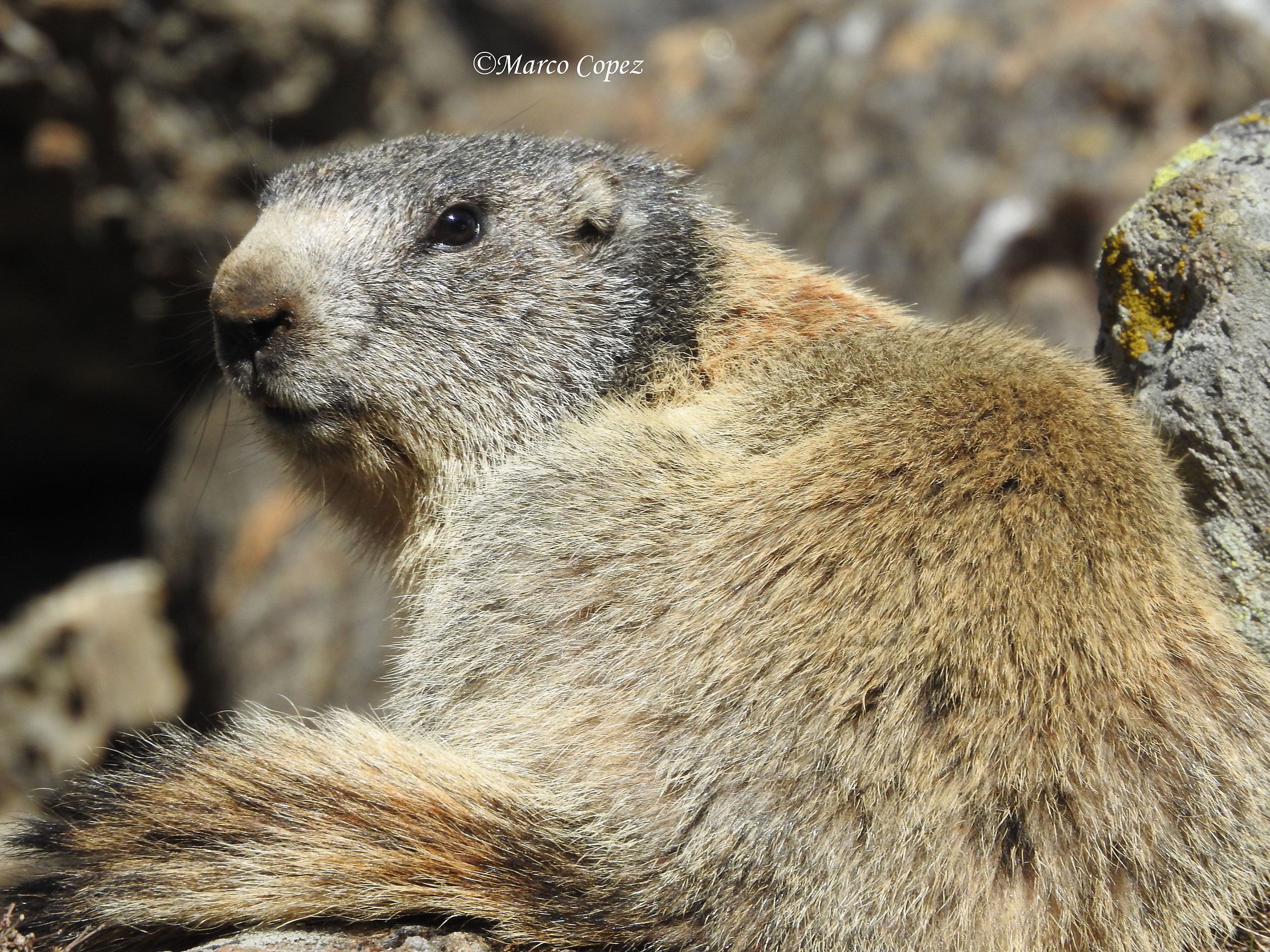 marmotta