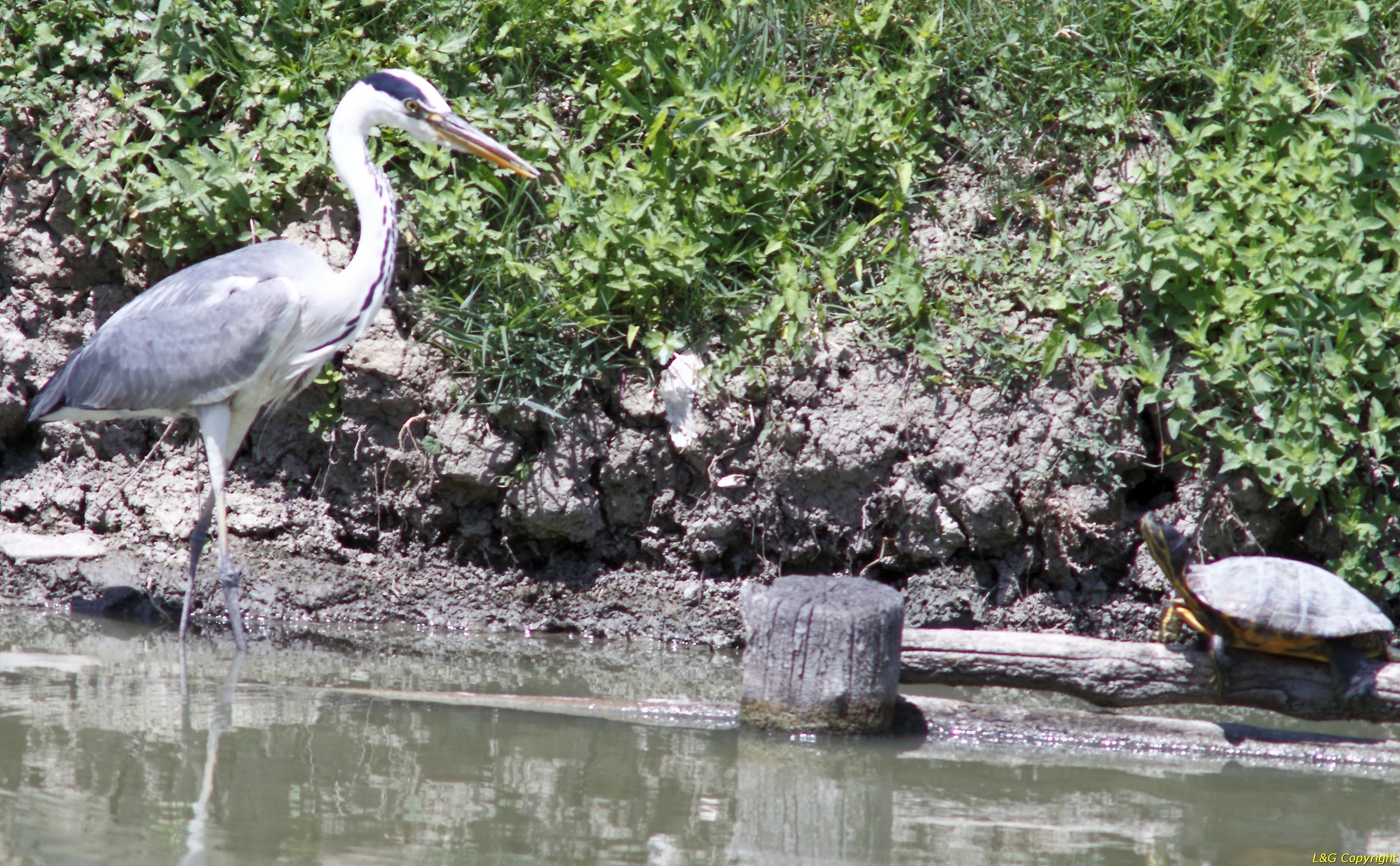 They are small but bad !!!!