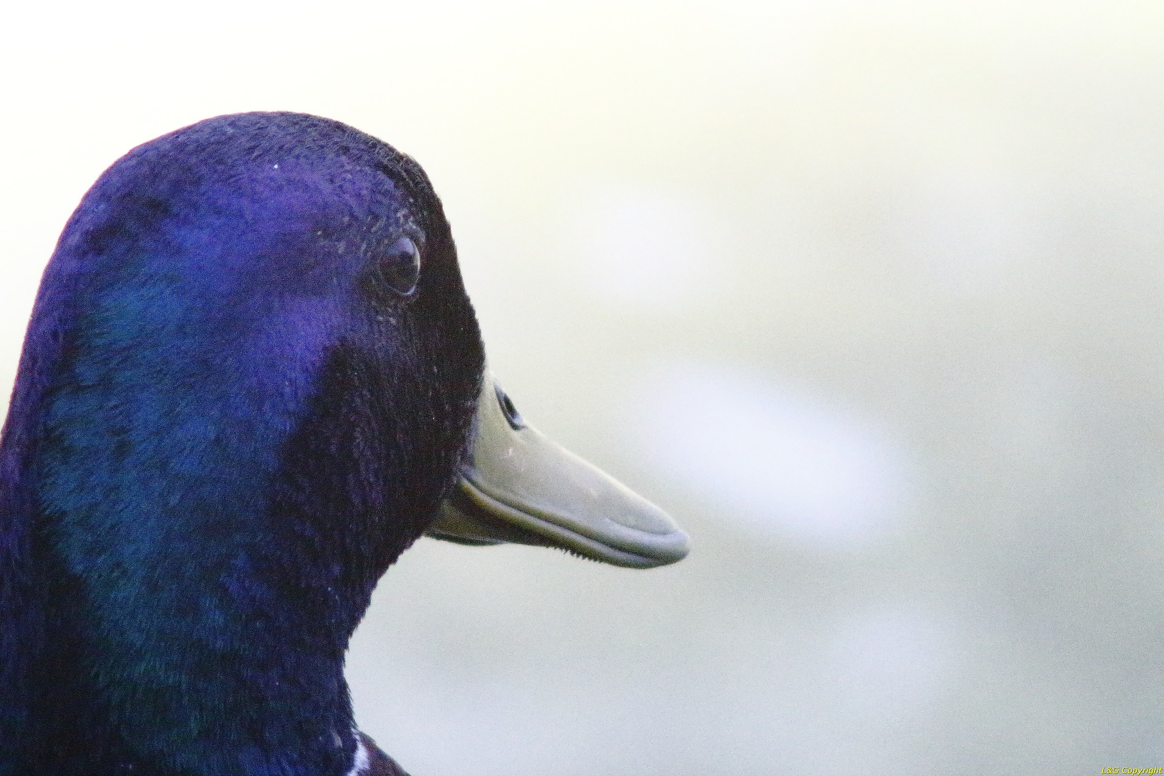 Eminence that you vedoo ..