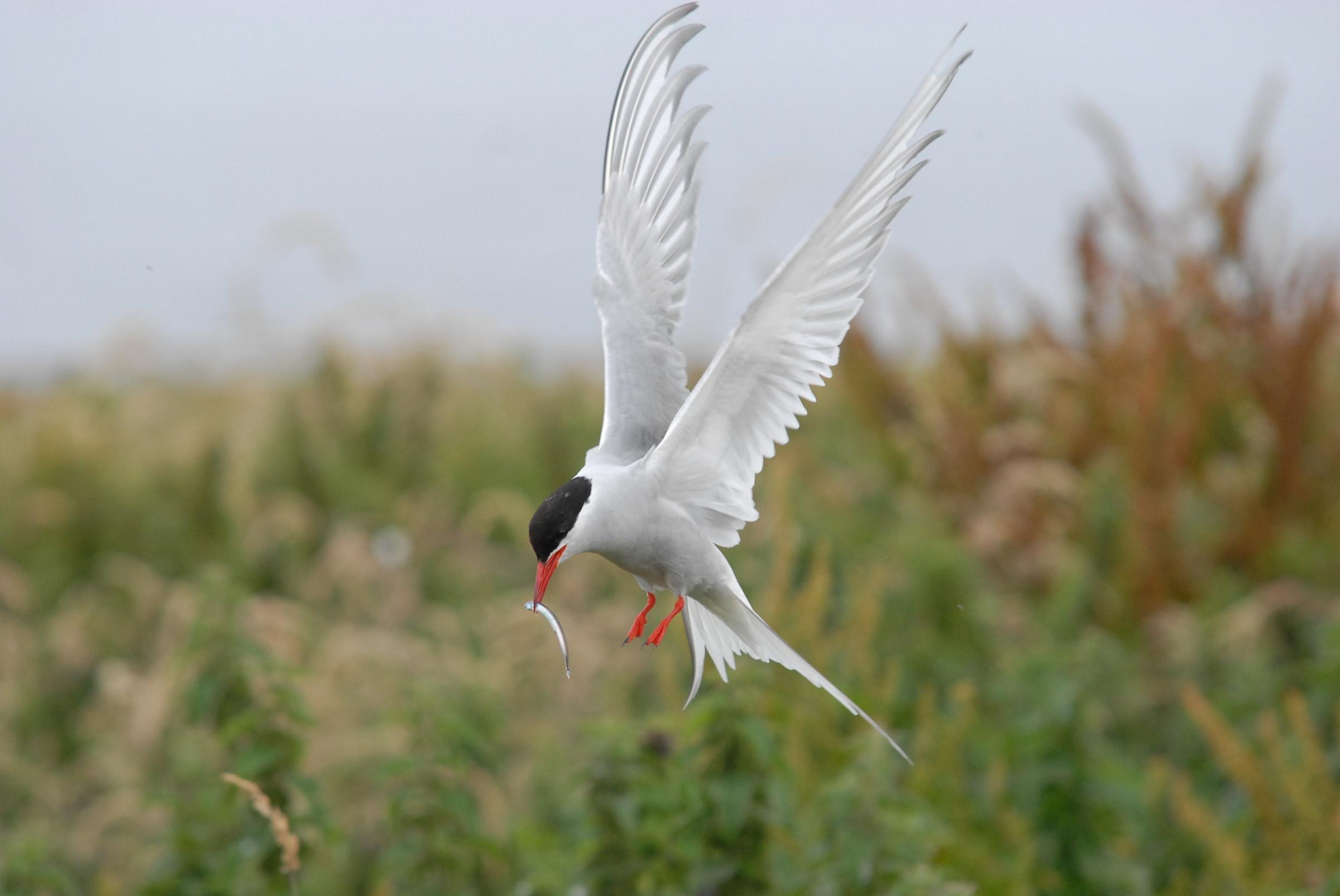 Arctic Tern - Farne Islands