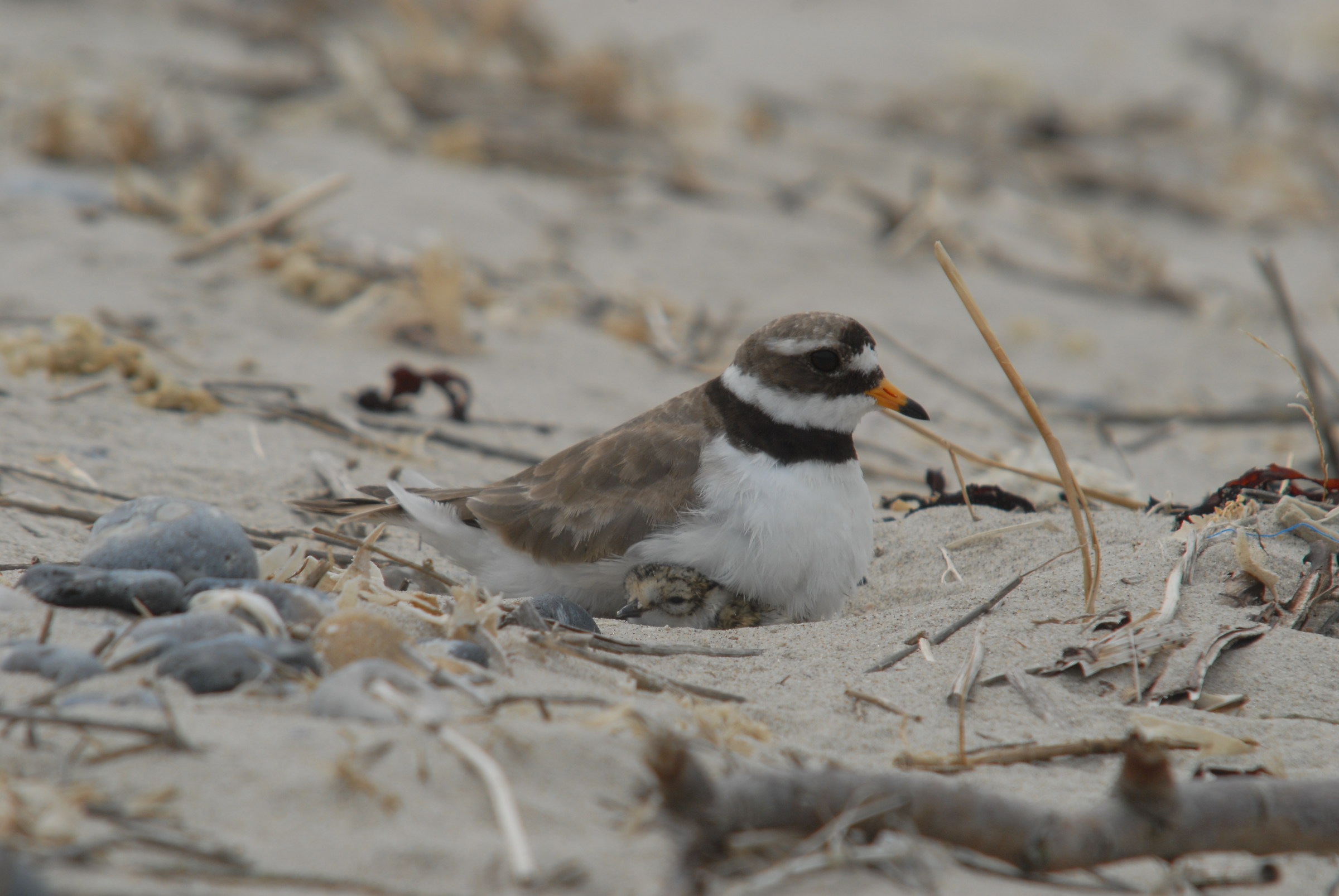 Corriere grosso - Baia de la Somme