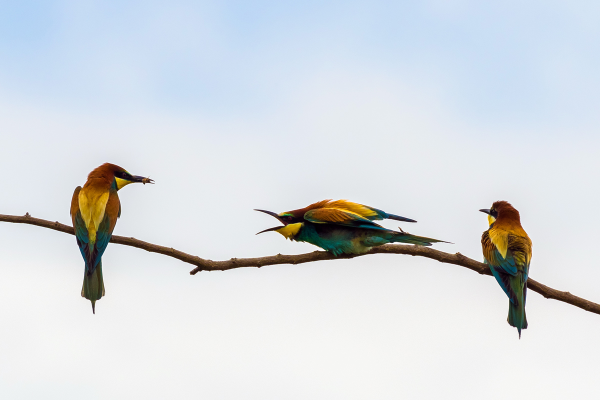 Bee-eaters, 3