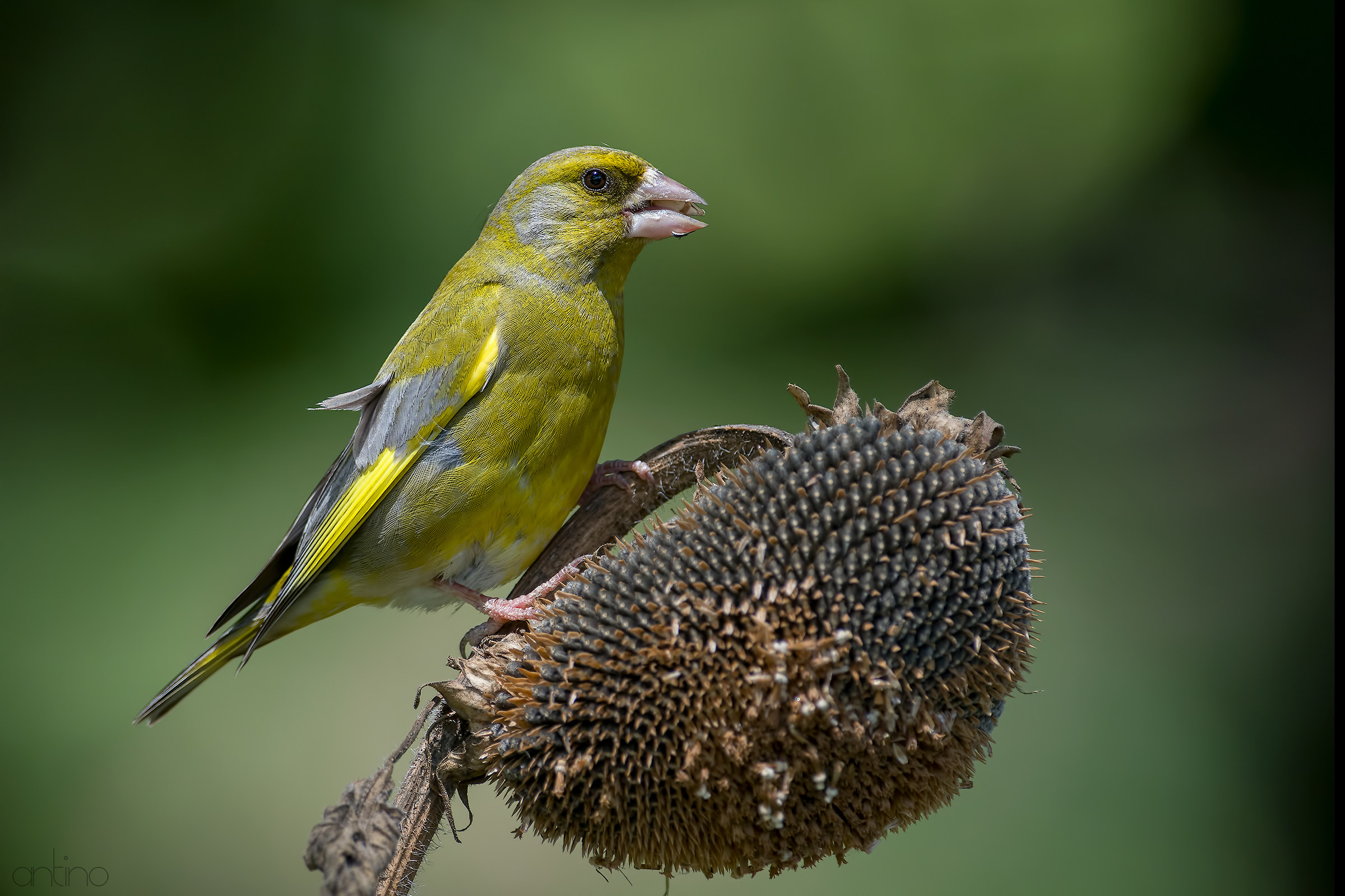 a greenfinch