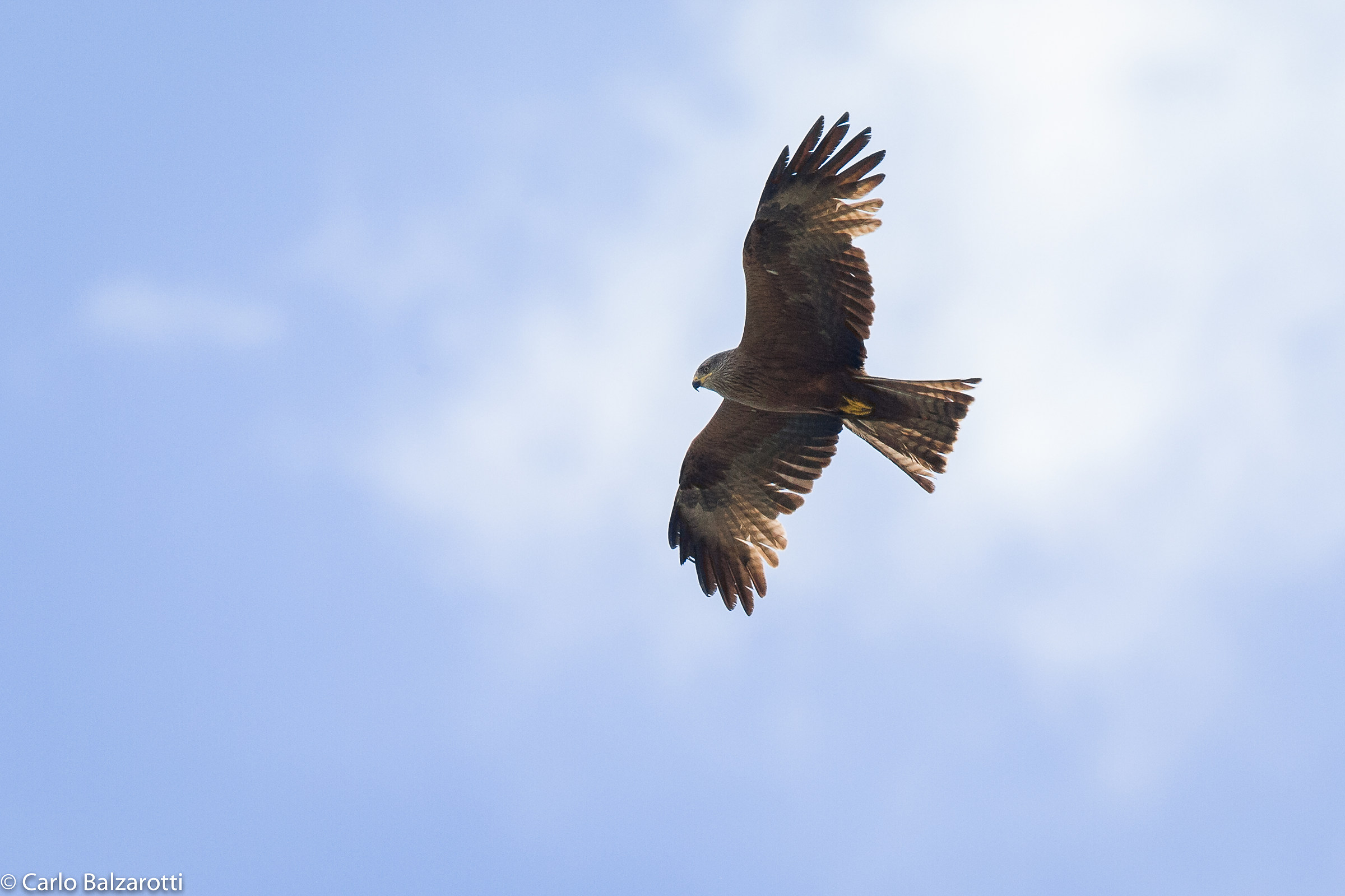 Black Kite