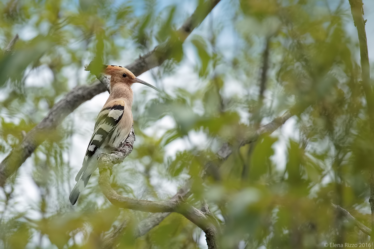 La mia prima upupa (uffh!)