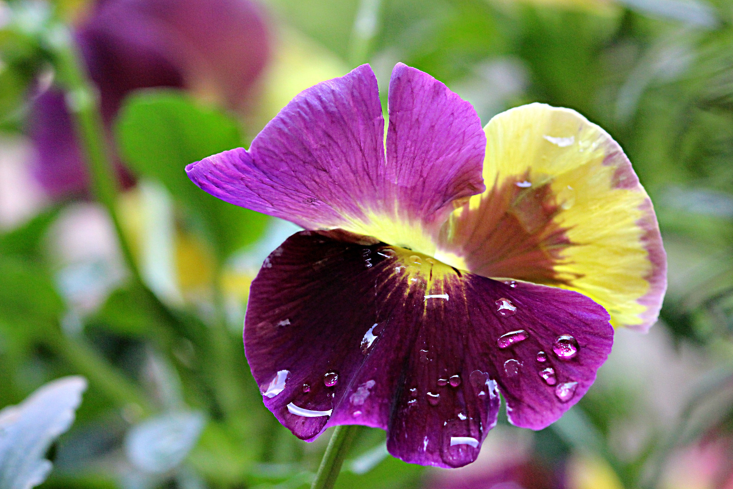 Pansy 2
