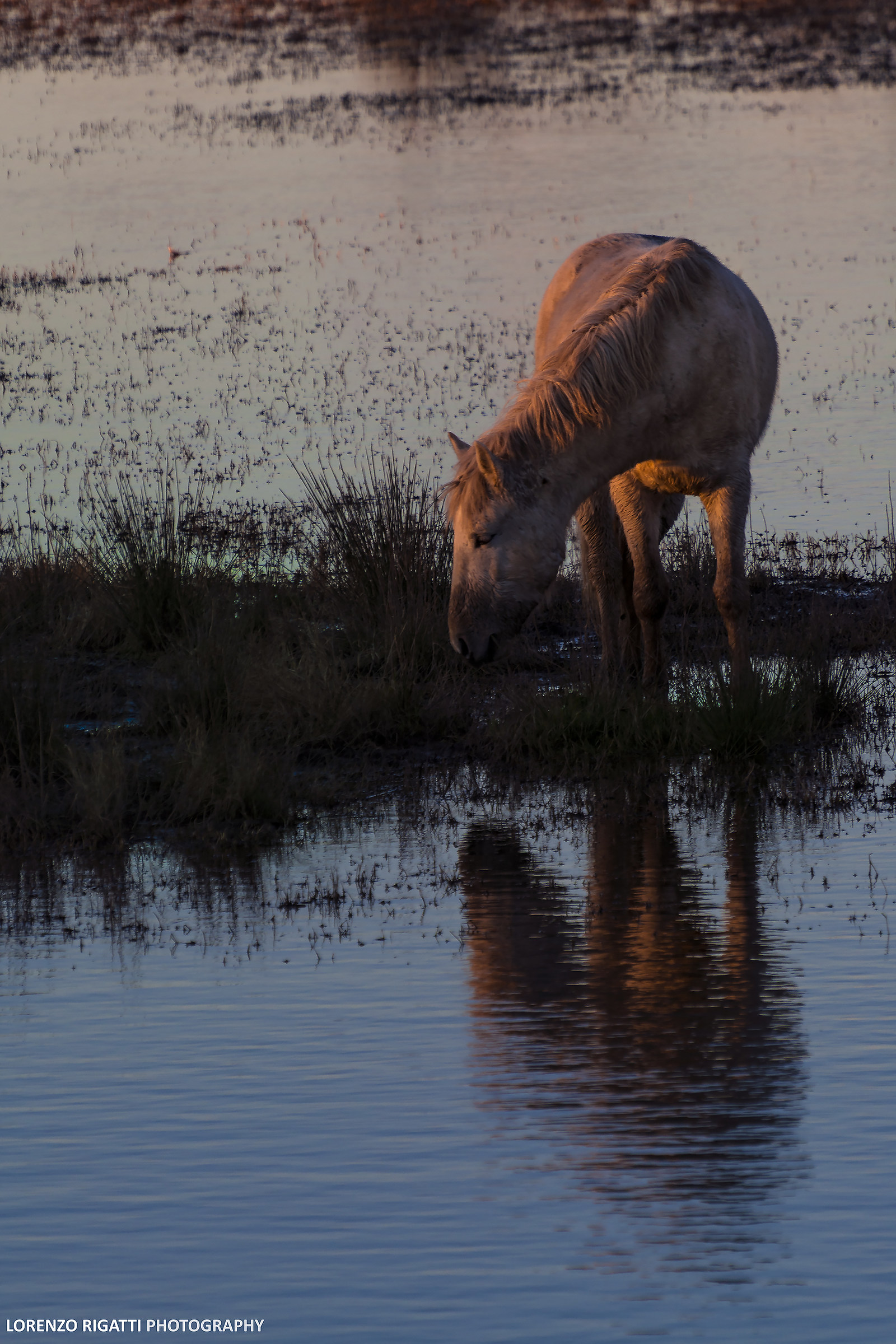 Cavallo camargue