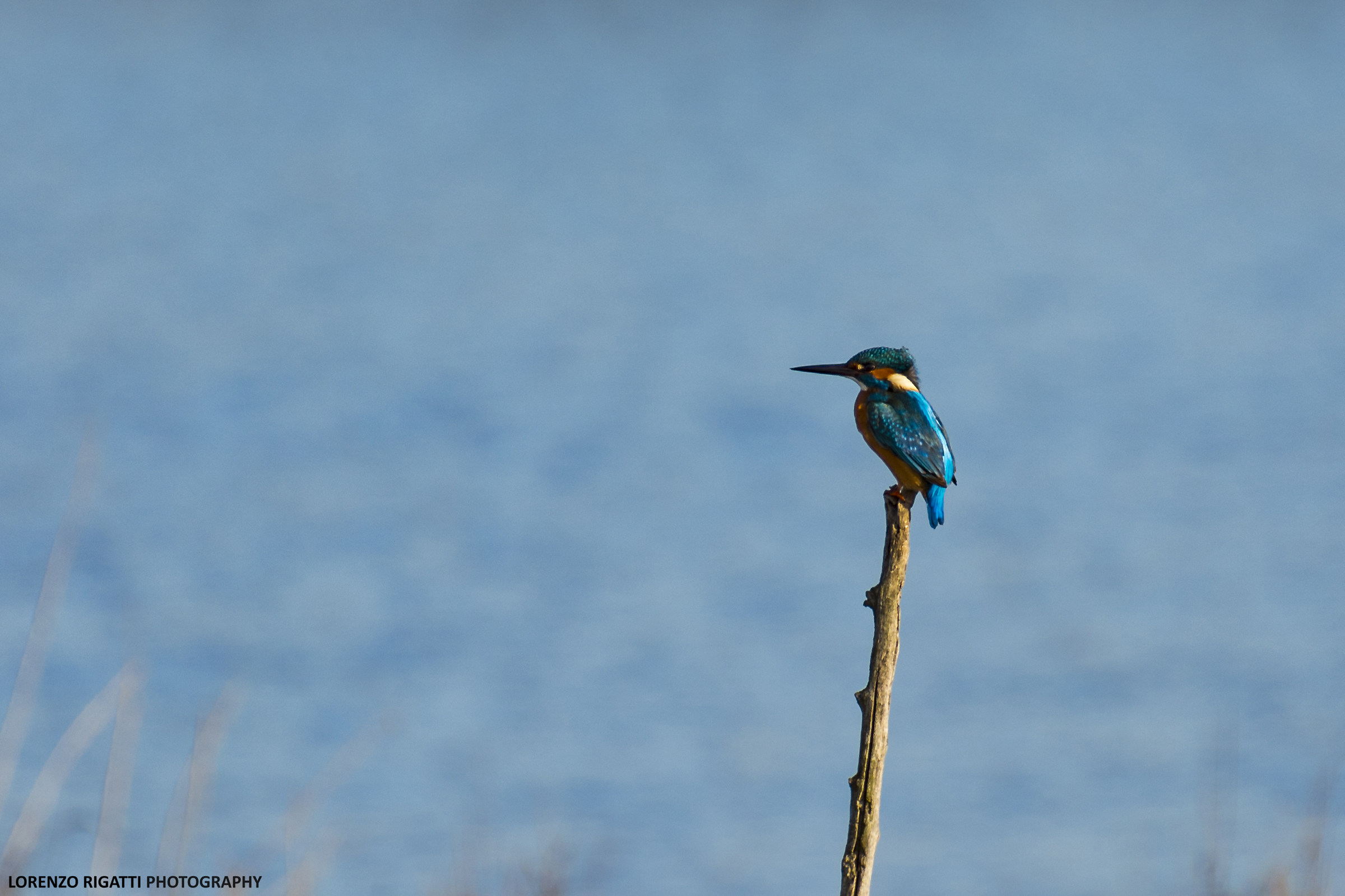 Martin pescatore n°1