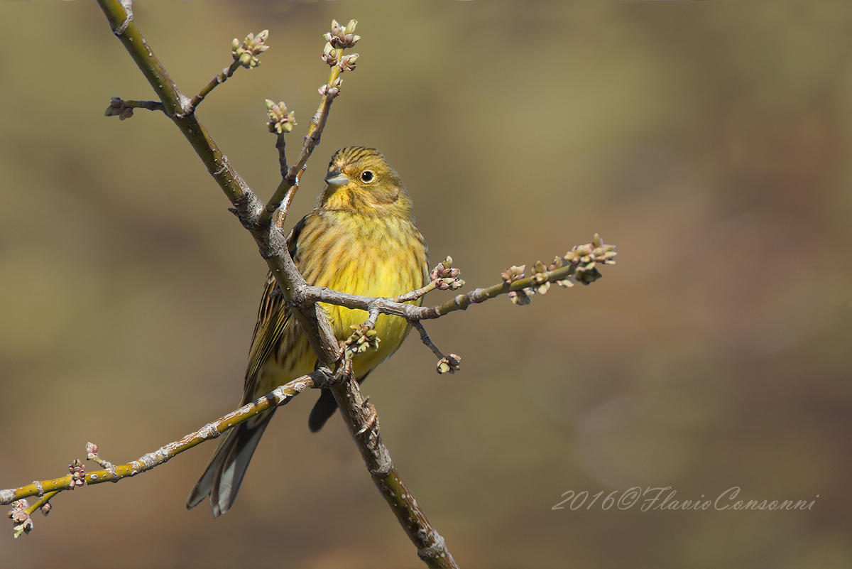 Yellowhammer
