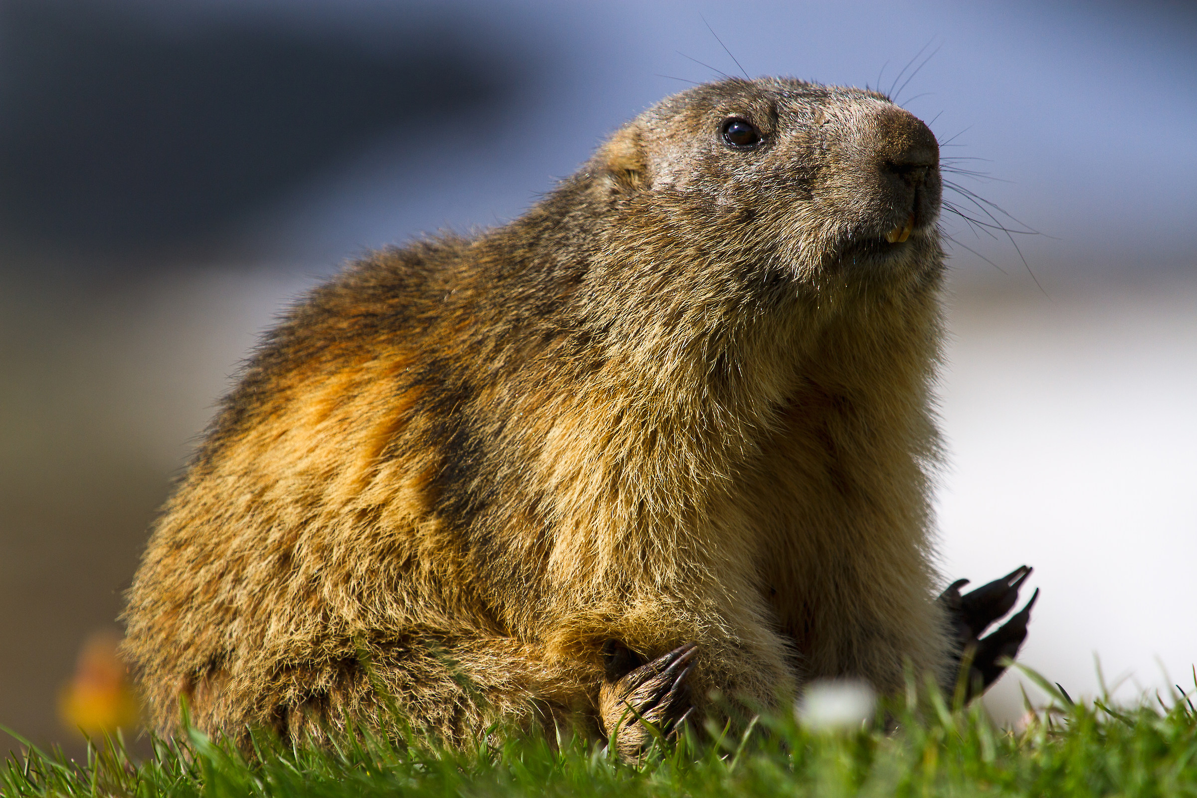 Marmotta