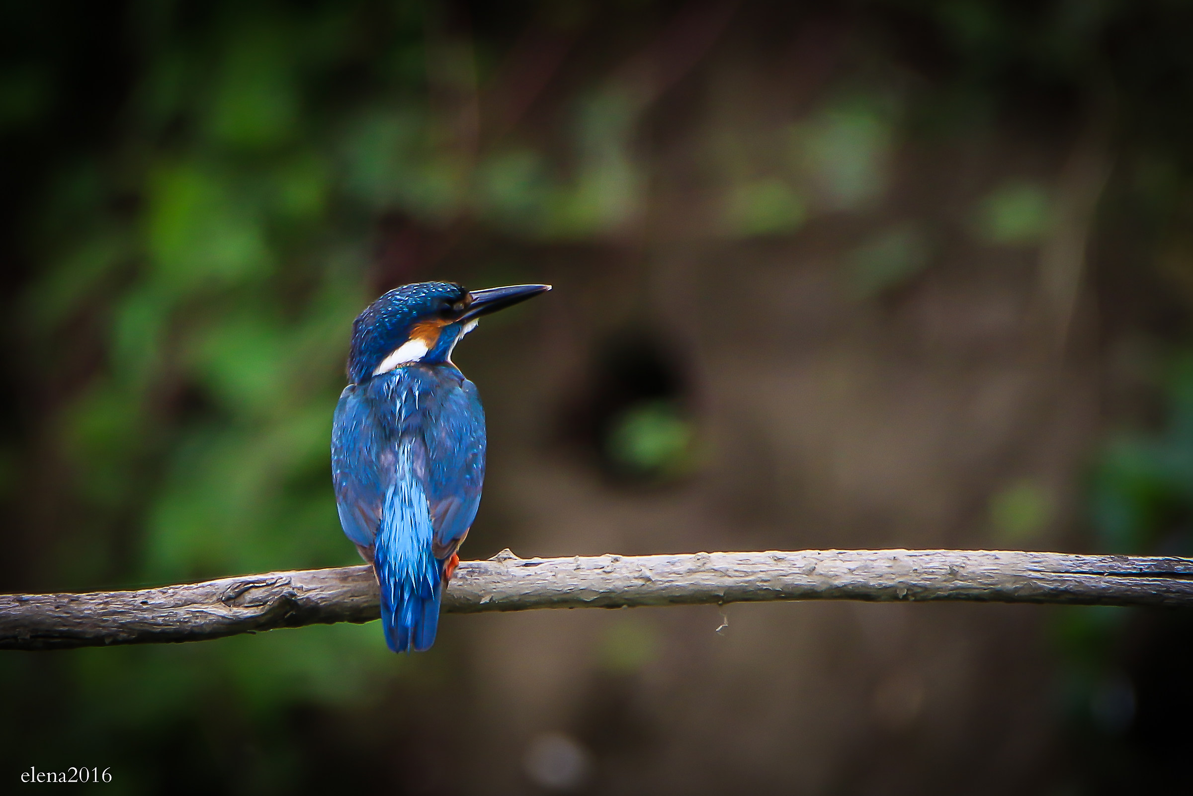 the first kingfishers of the season