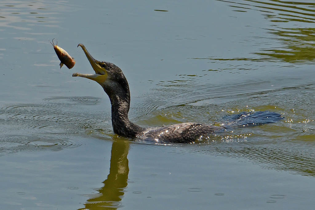 Cormorano con preda