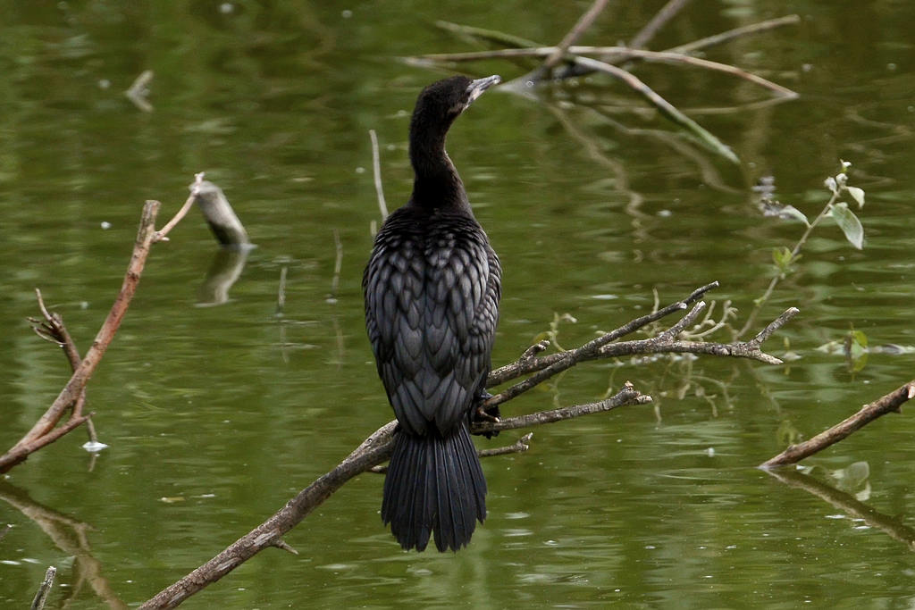 pygmy cormorant