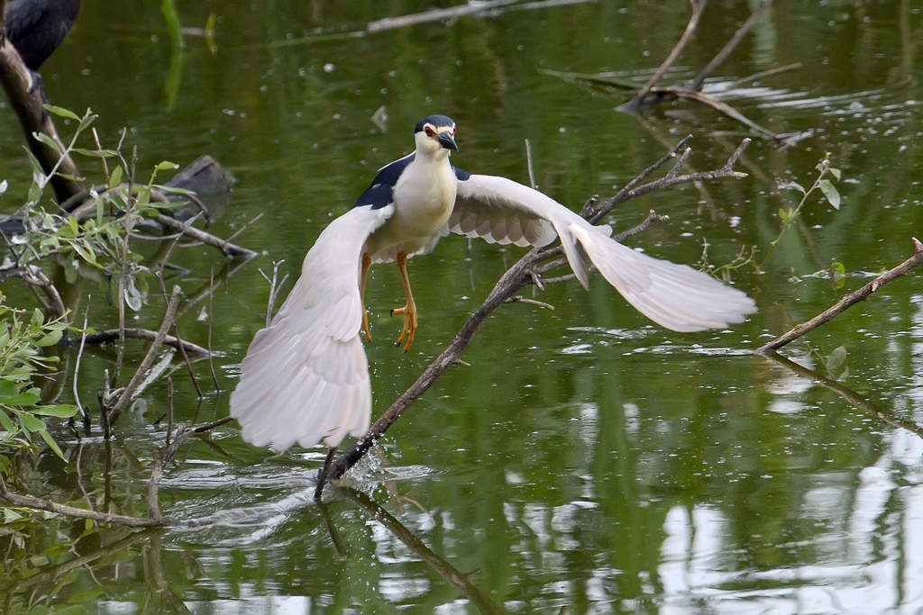 Nitticora adulta in volo