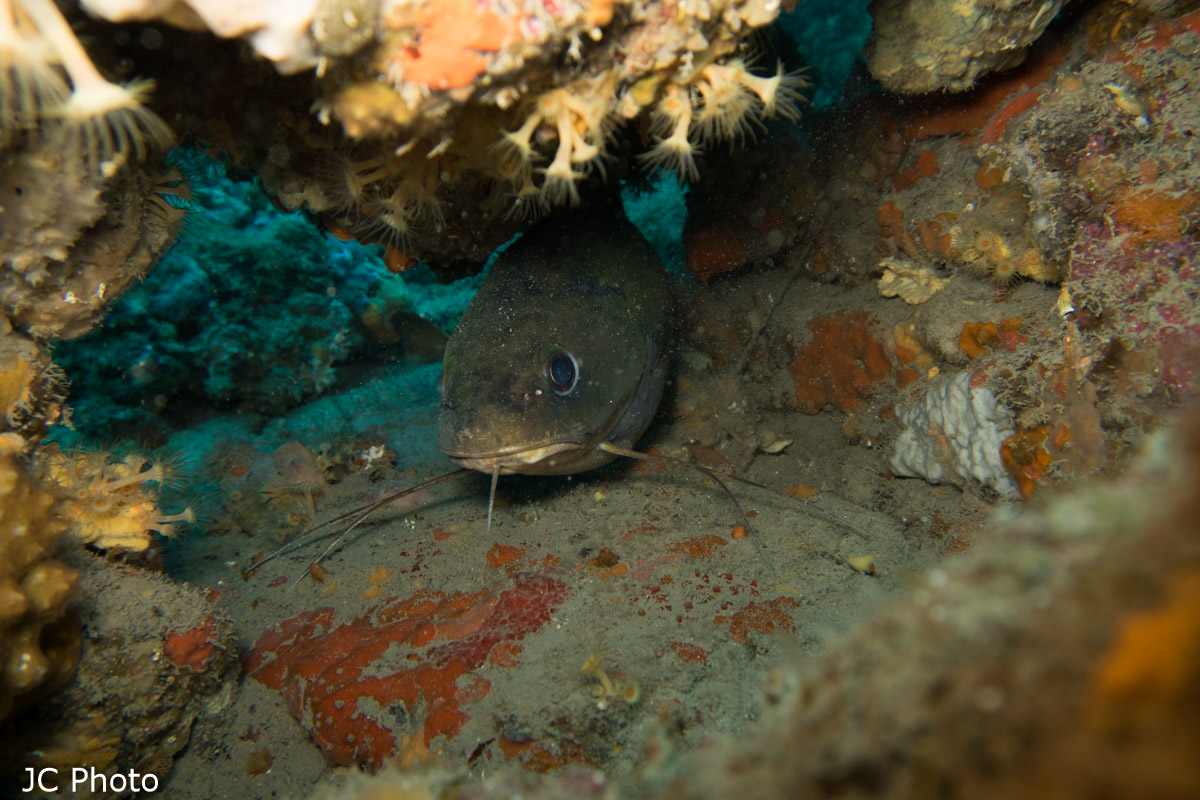 Phycis phycis (Mostella o Musdea)