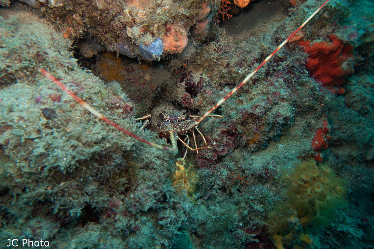 Palinurus elephas (aragosta)