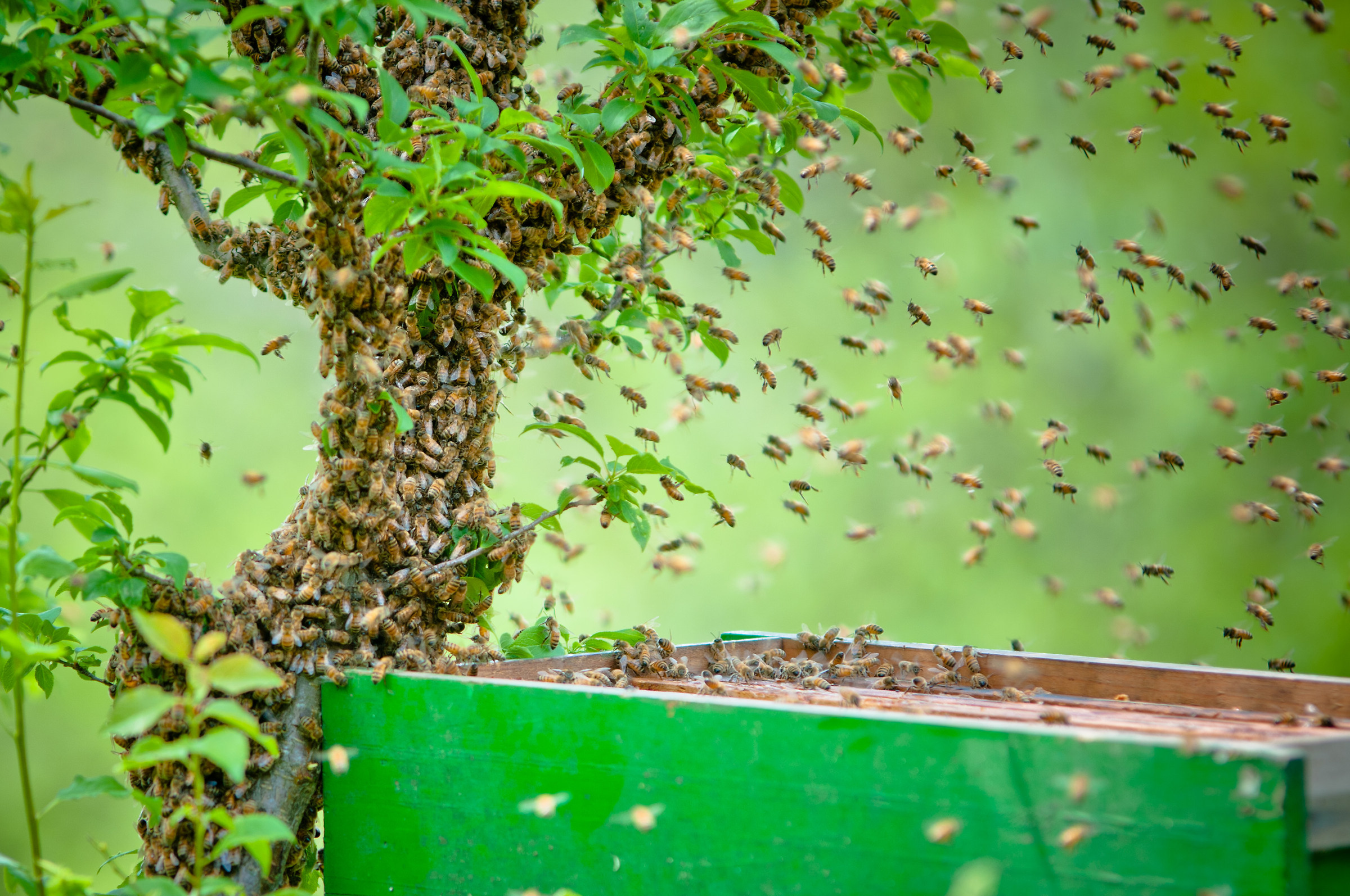 sciame sciamato, il recupero