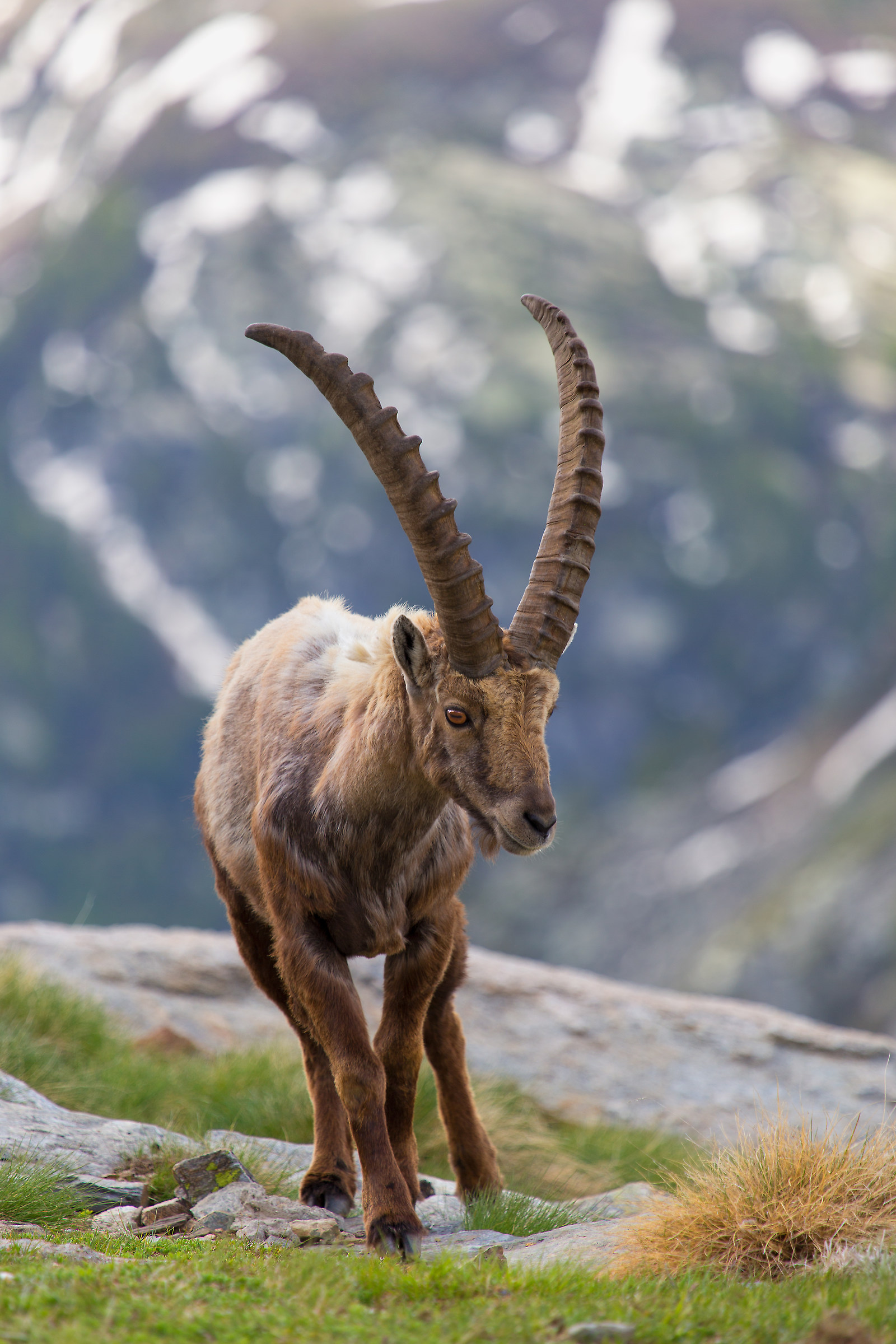 Ibex