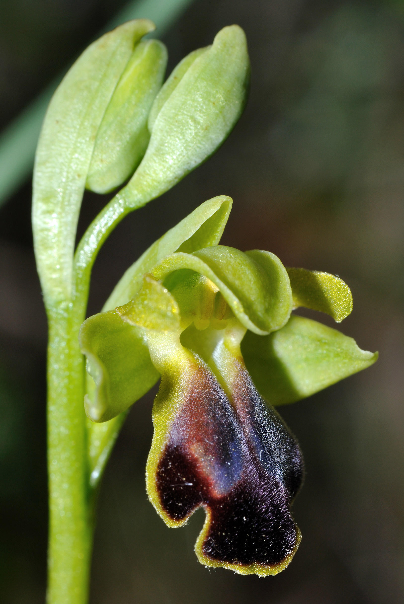 Ophrys fusca