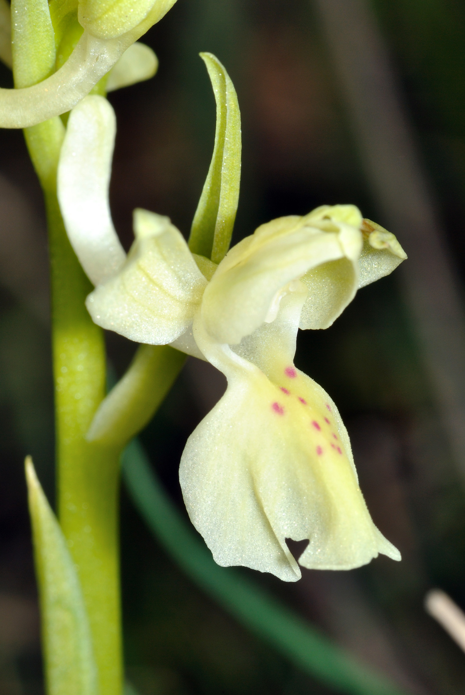 Orchis provincialis