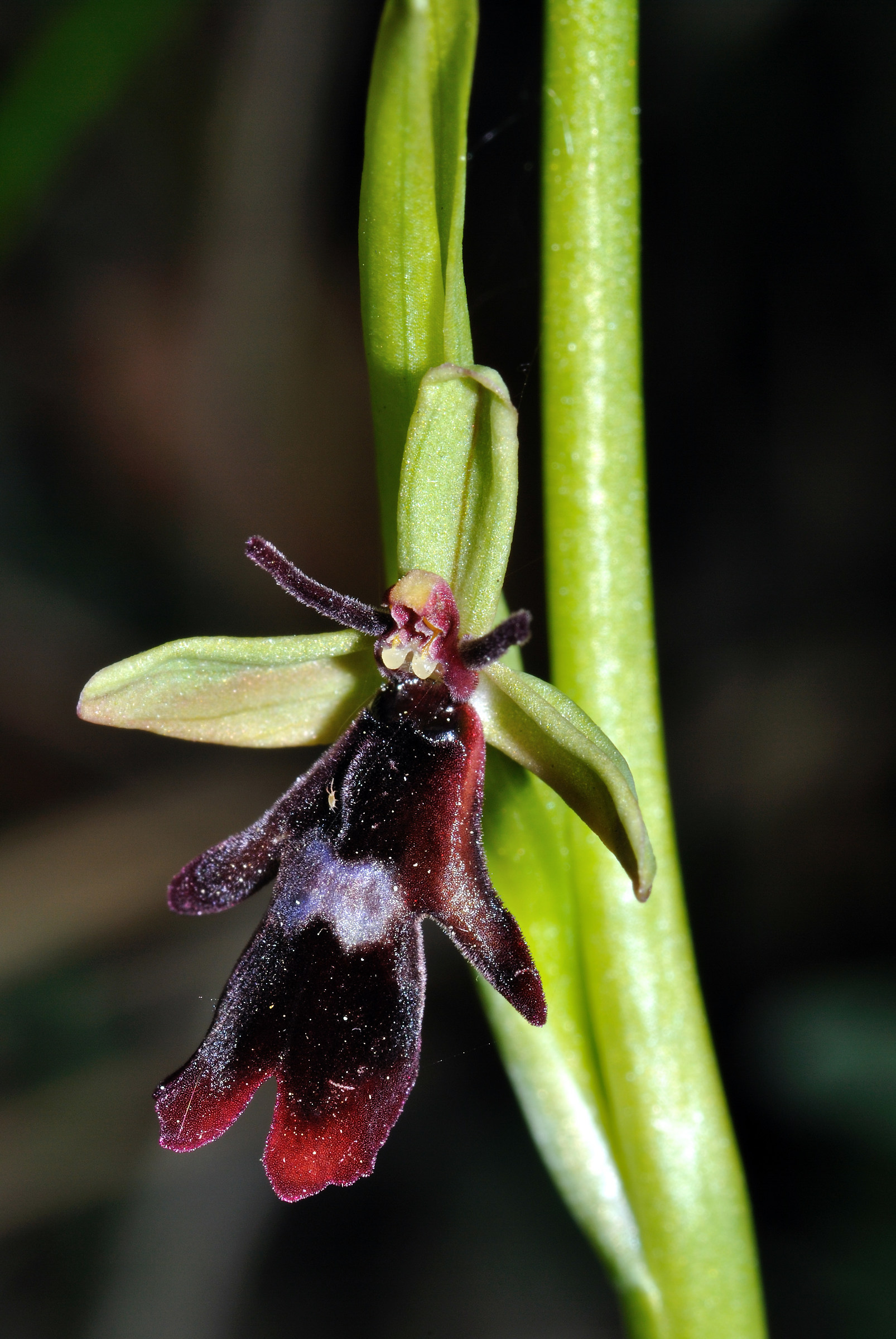 Ophrys insectifera